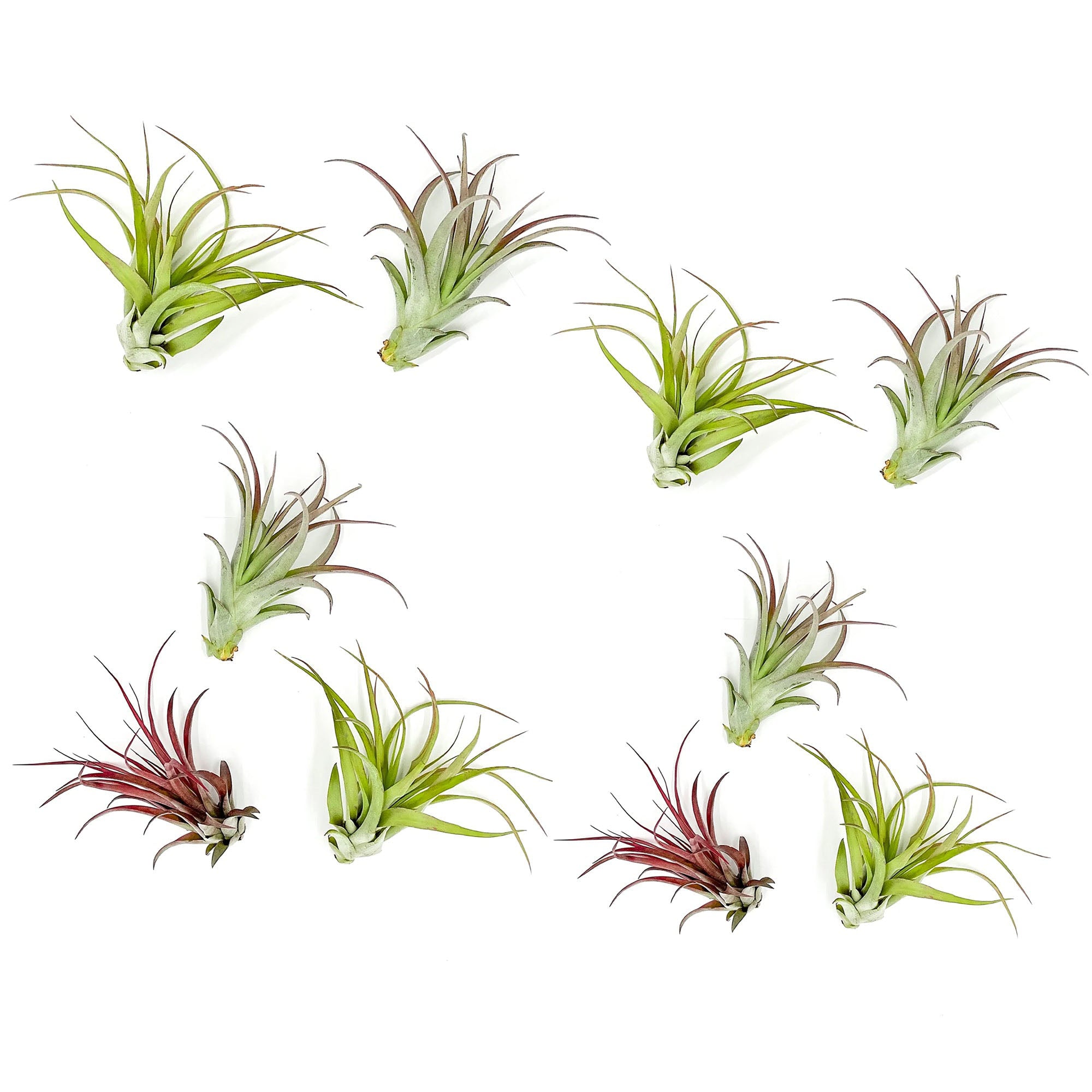 Tillandsia Brachycaulos Multiflora