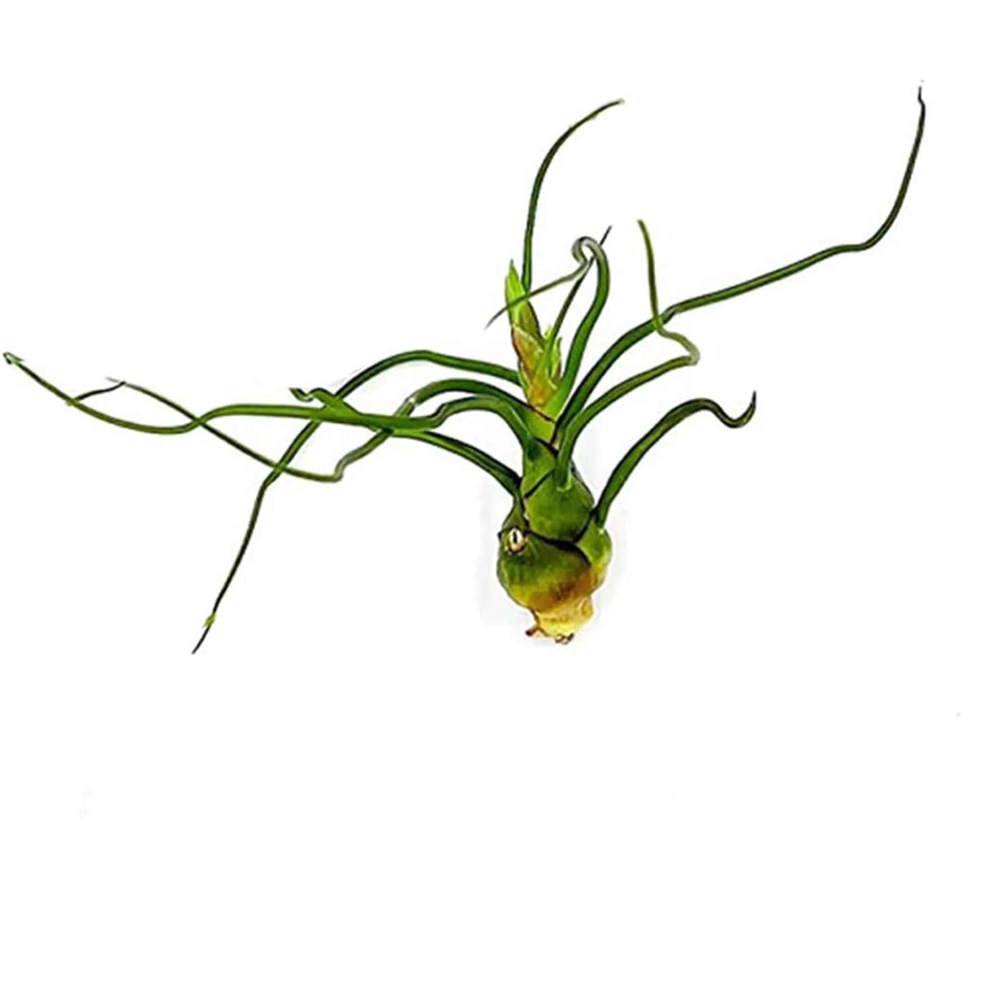 Tillandsia Bulbosa Large