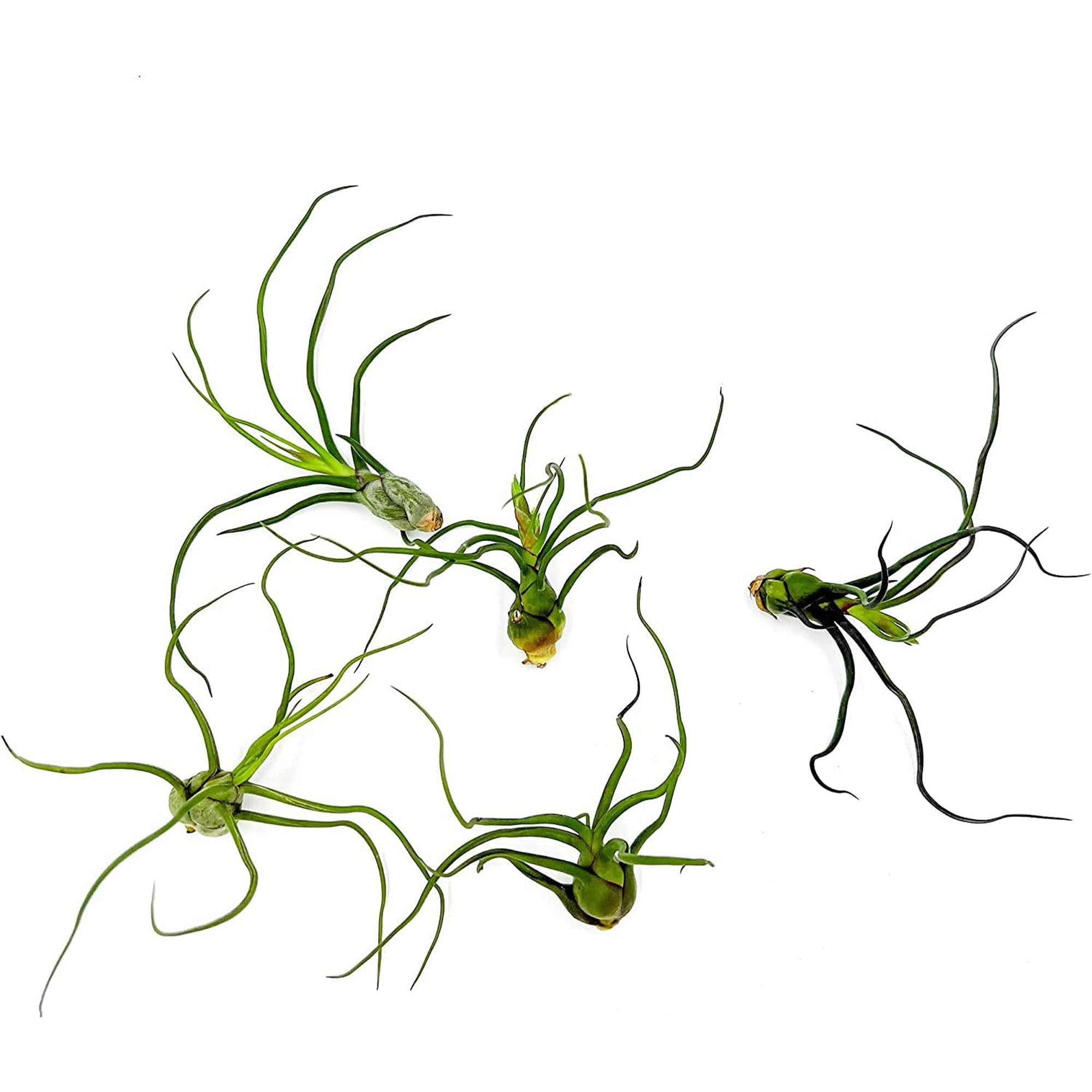 Tillandsia Bulbosa Large