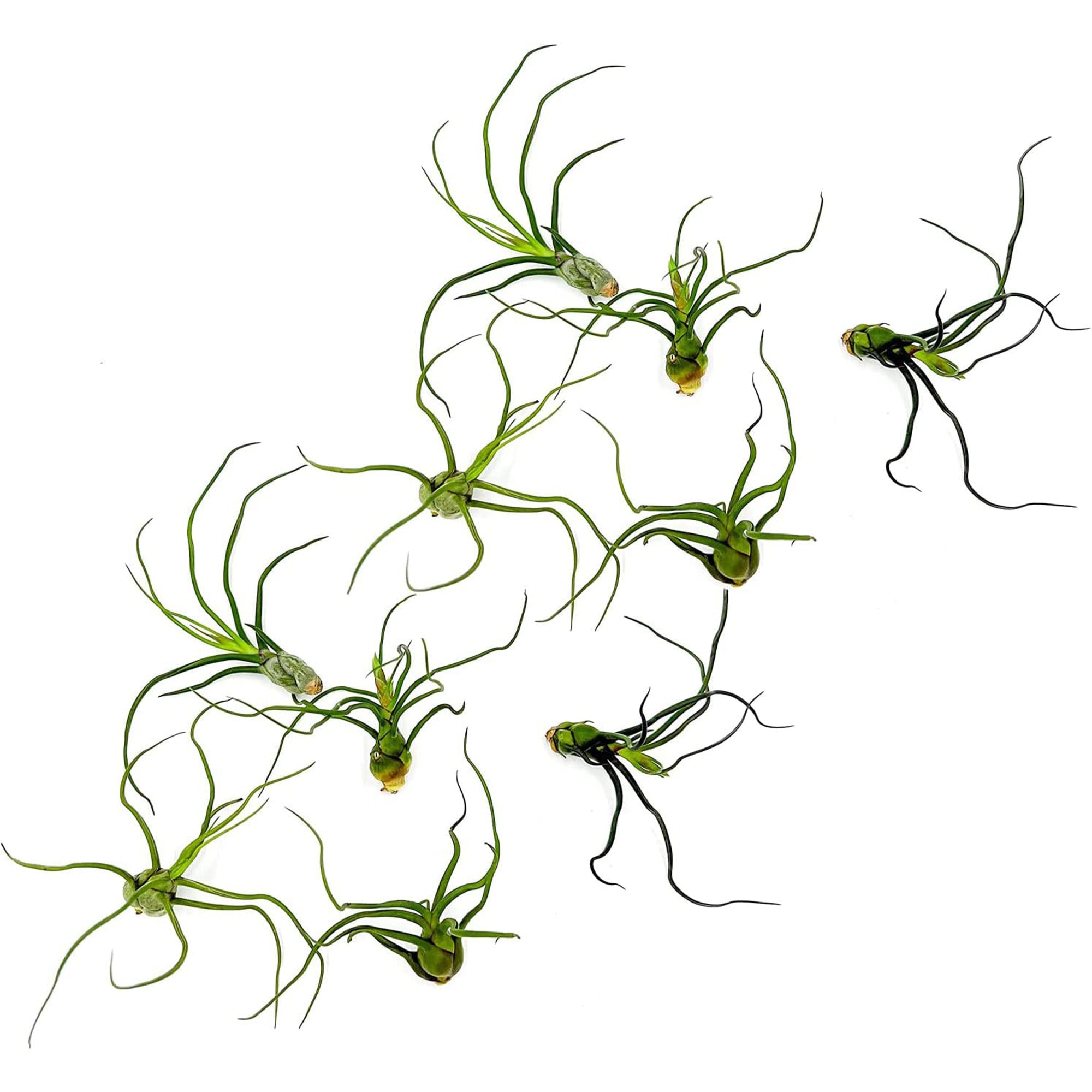 Tillandsia Bulbosa Large