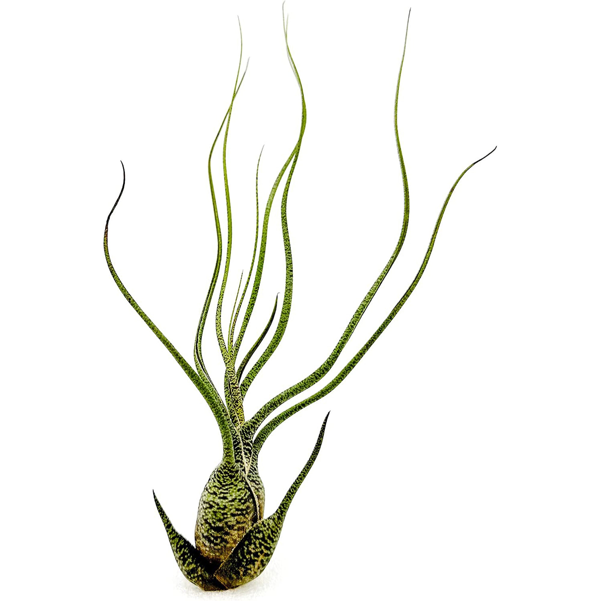 Tillandsia Butzii Jumbo