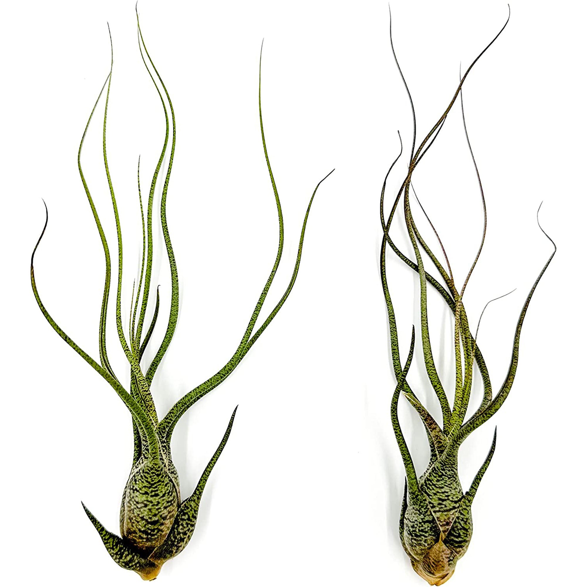 Tillandsia Butzii Jumbo