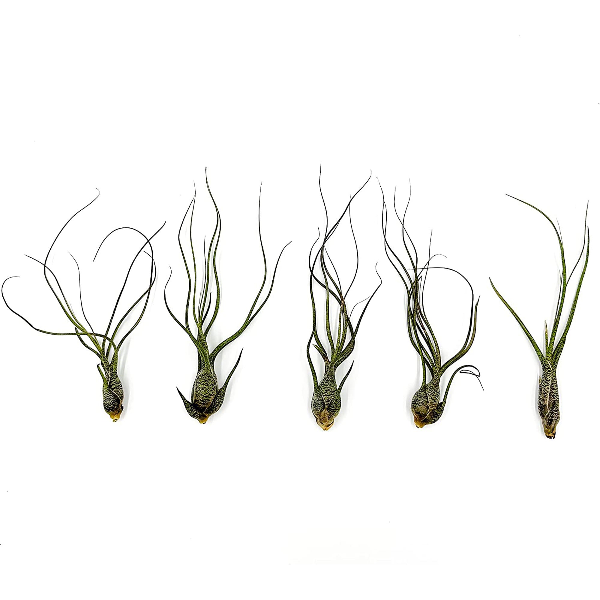 Tillandsia Butzii Jumbo