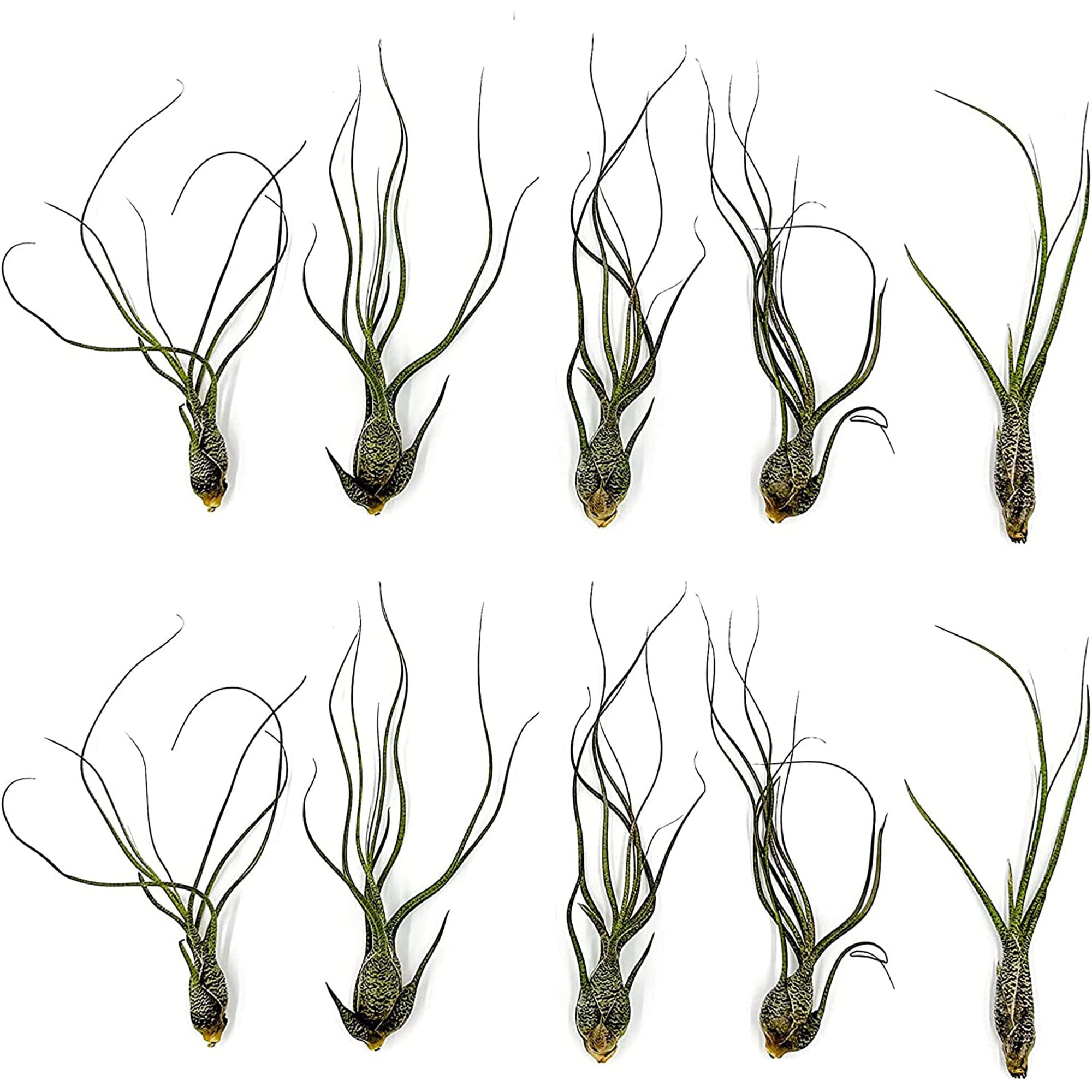 Tillandsia Butzii Jumbo