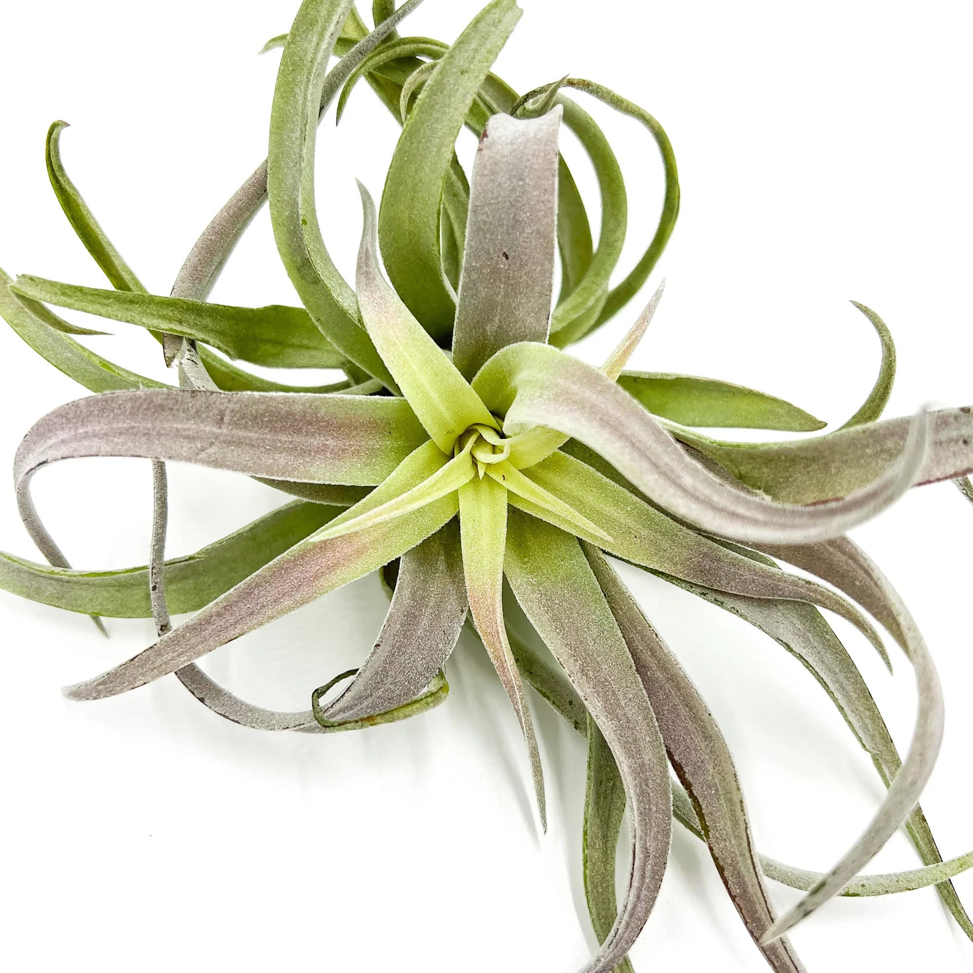 Tillandsia Cacticola