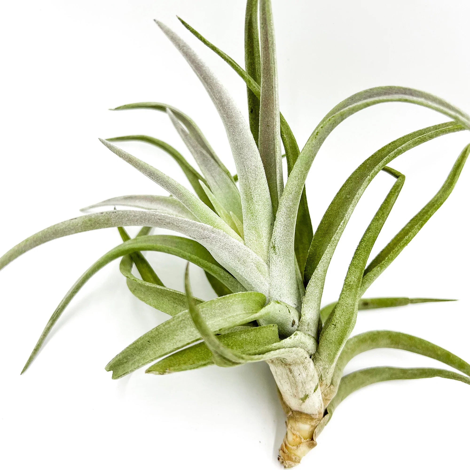 Tillandsia Cacticola