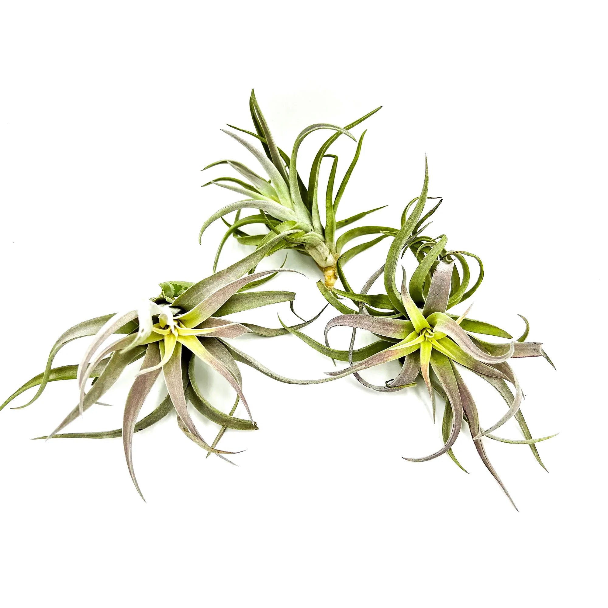 Tillandsia Cacticola