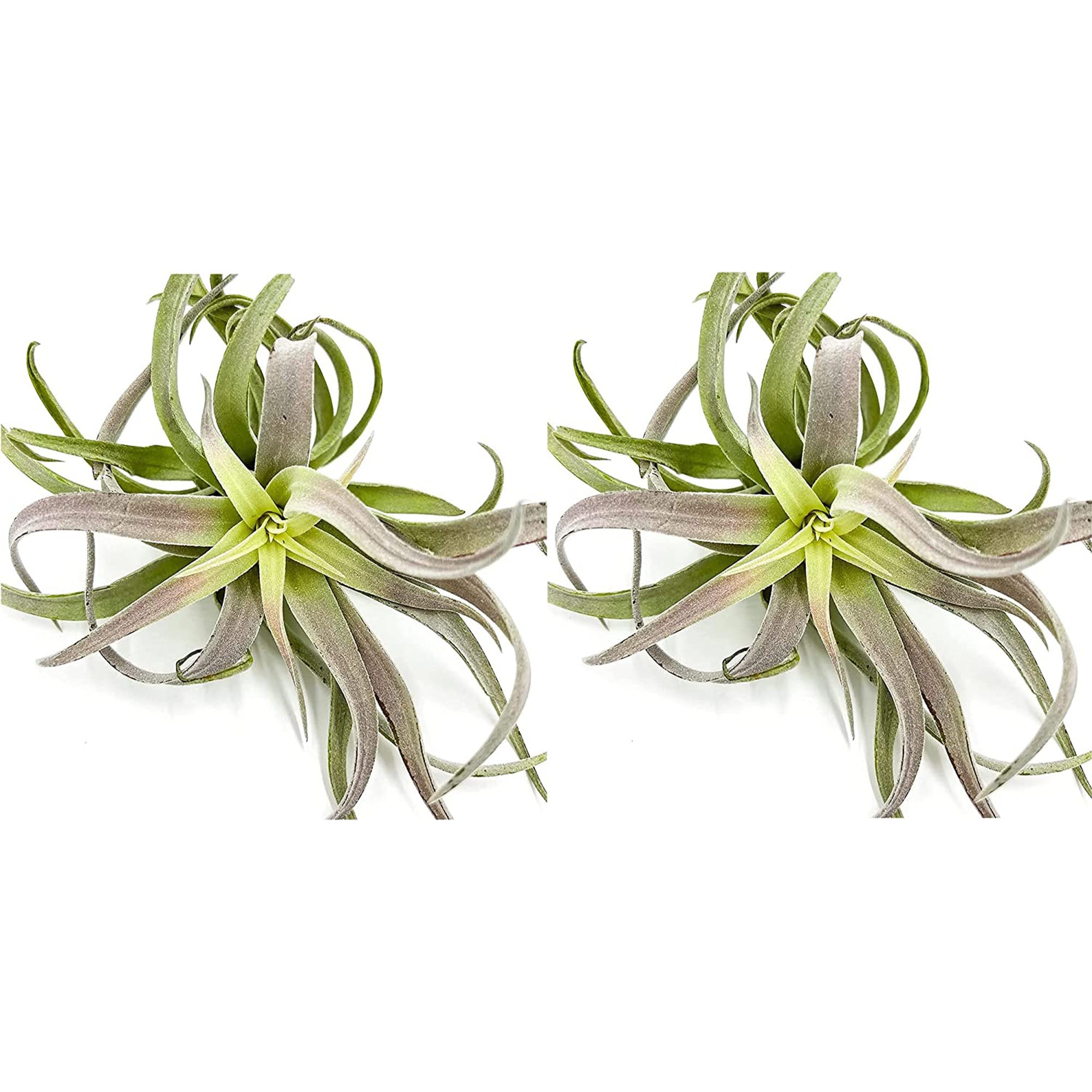 Tillandsia Cacticola