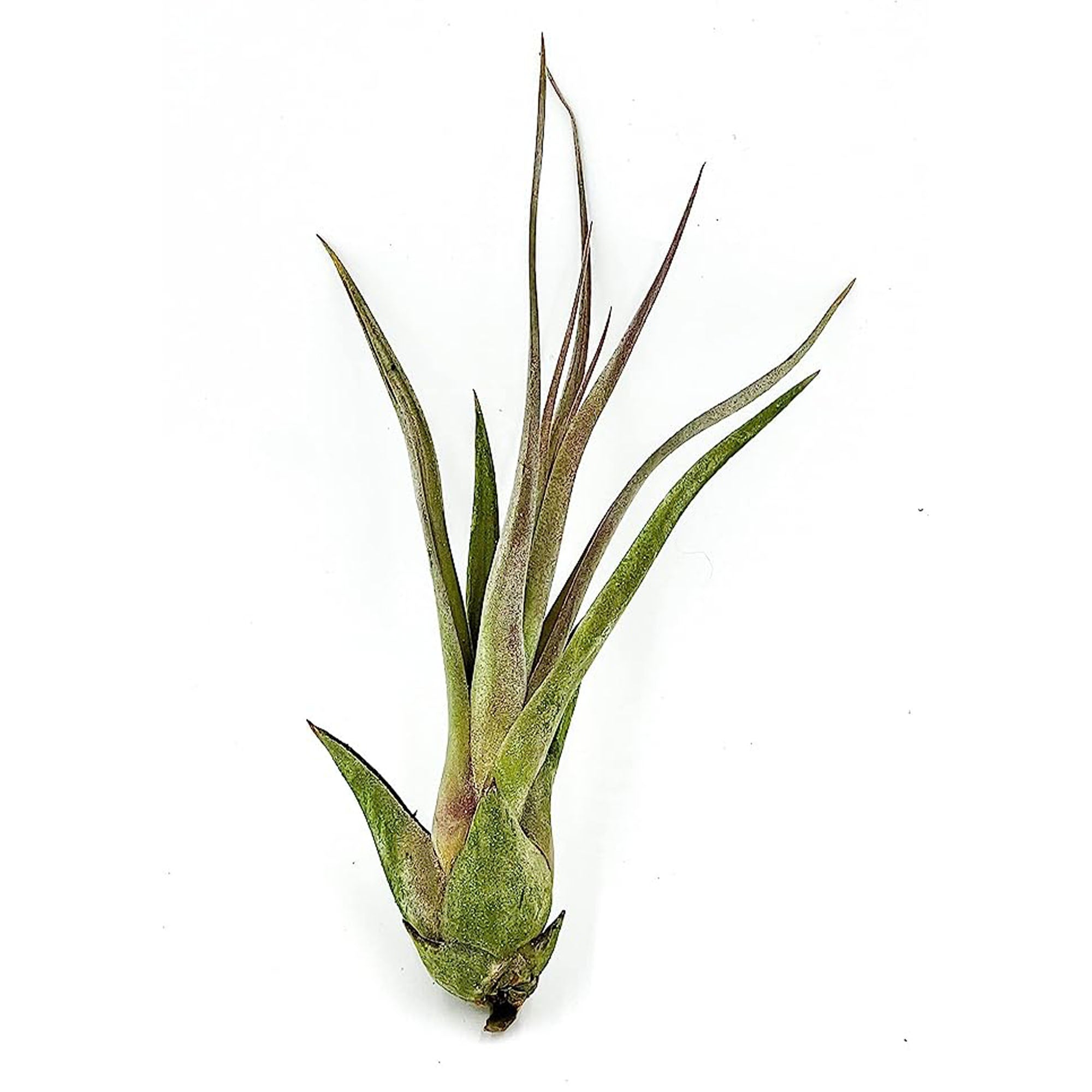 Tillandsia Capiput