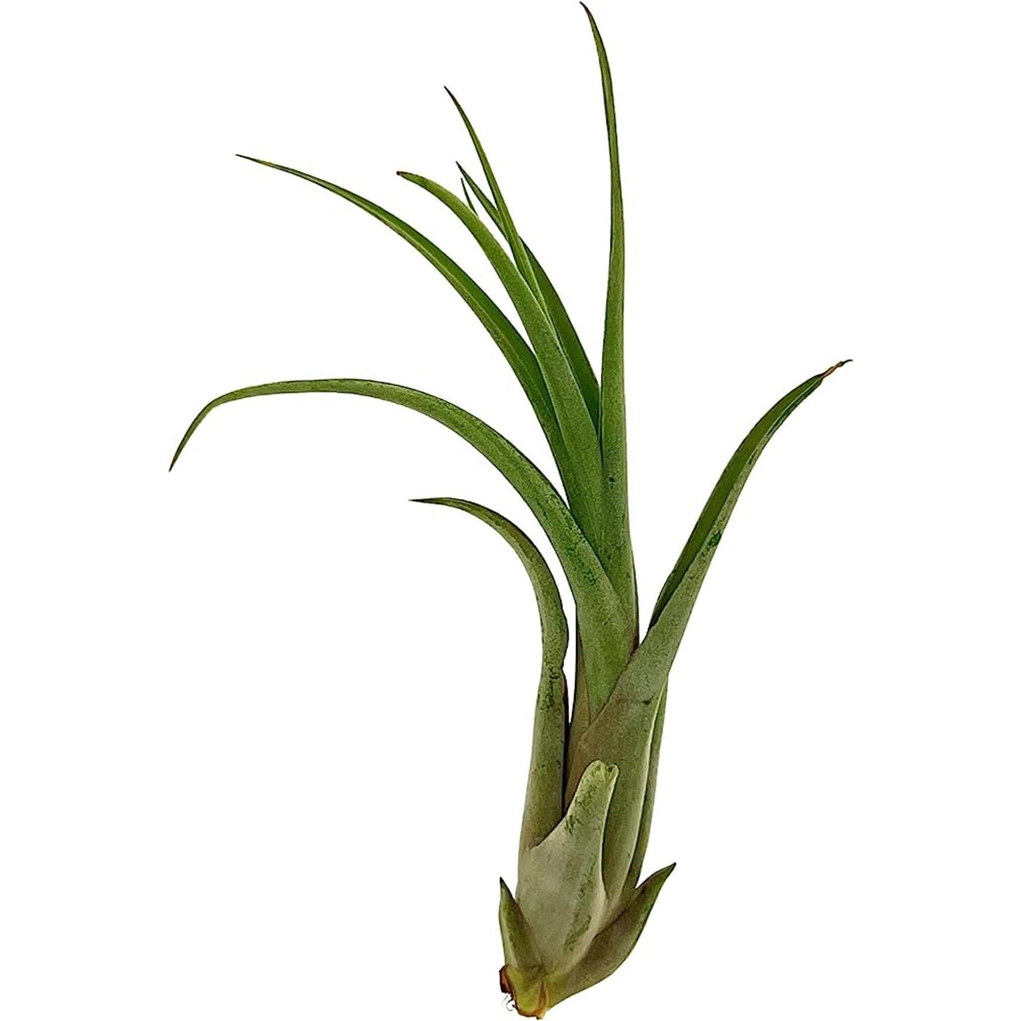 Tillandsia Capiput