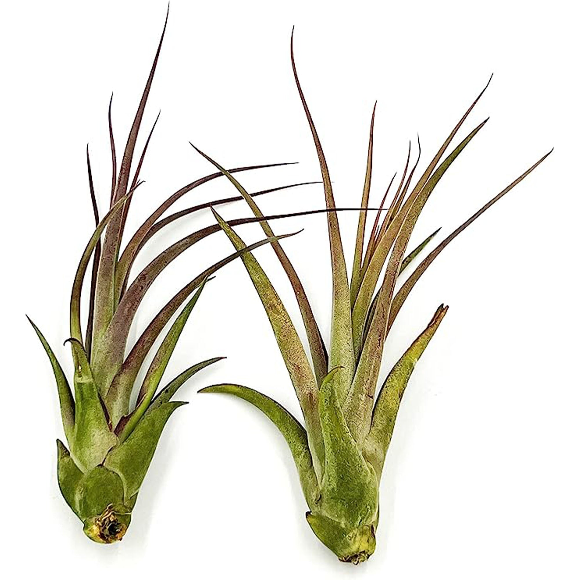 Tillandsia Capiput