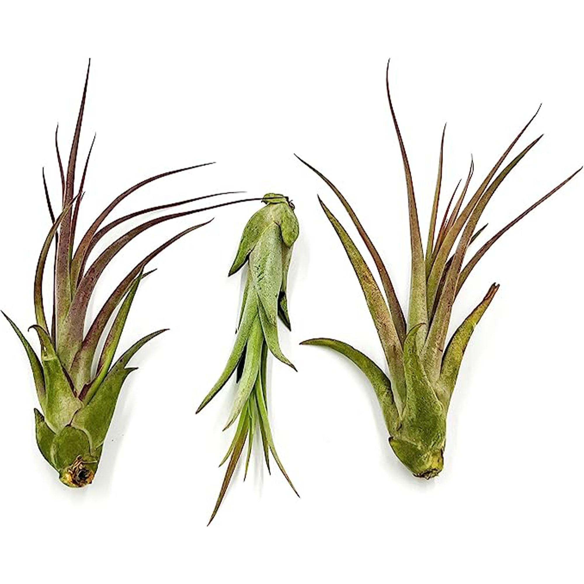 Tillandsia Capiput