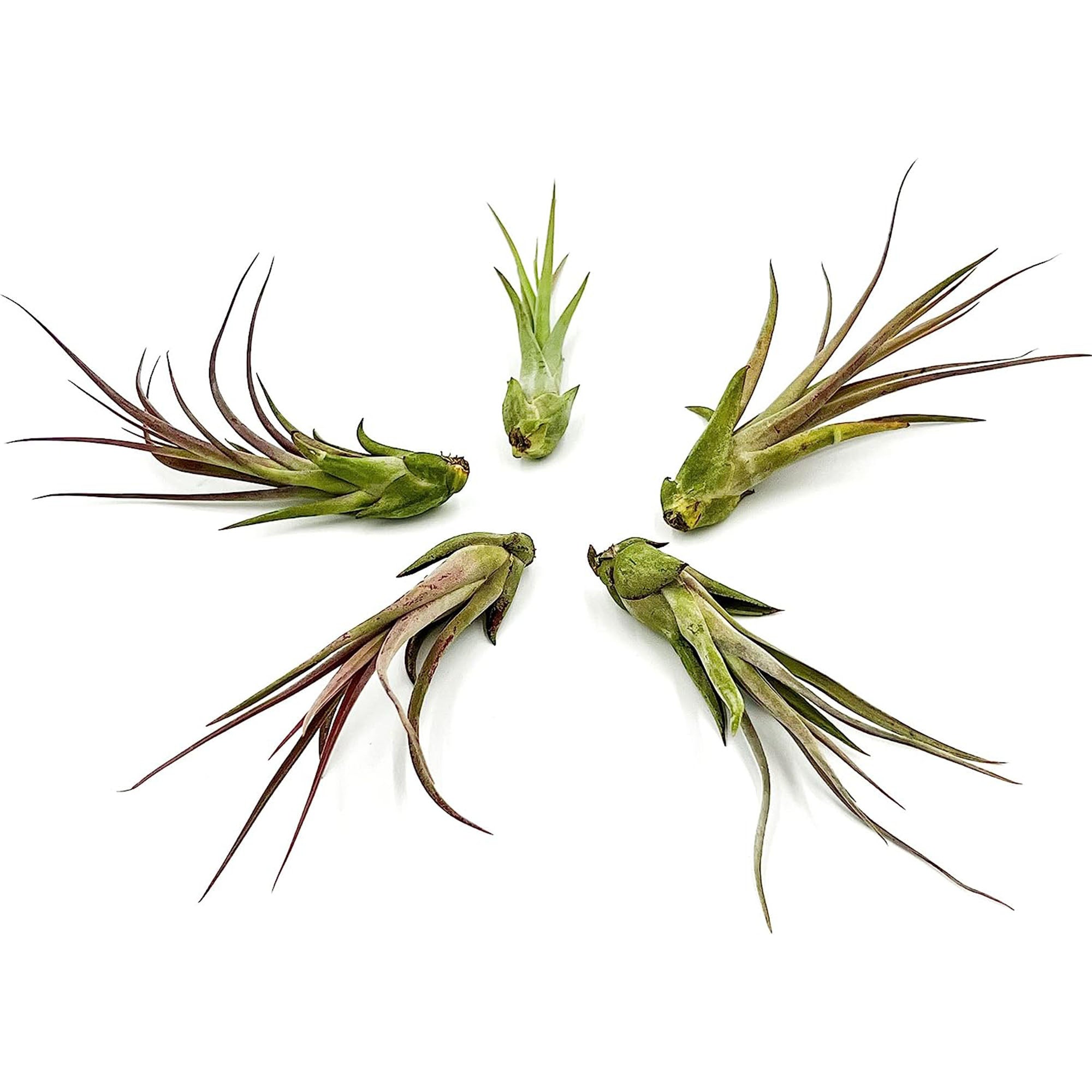 Tillandsia Capiput