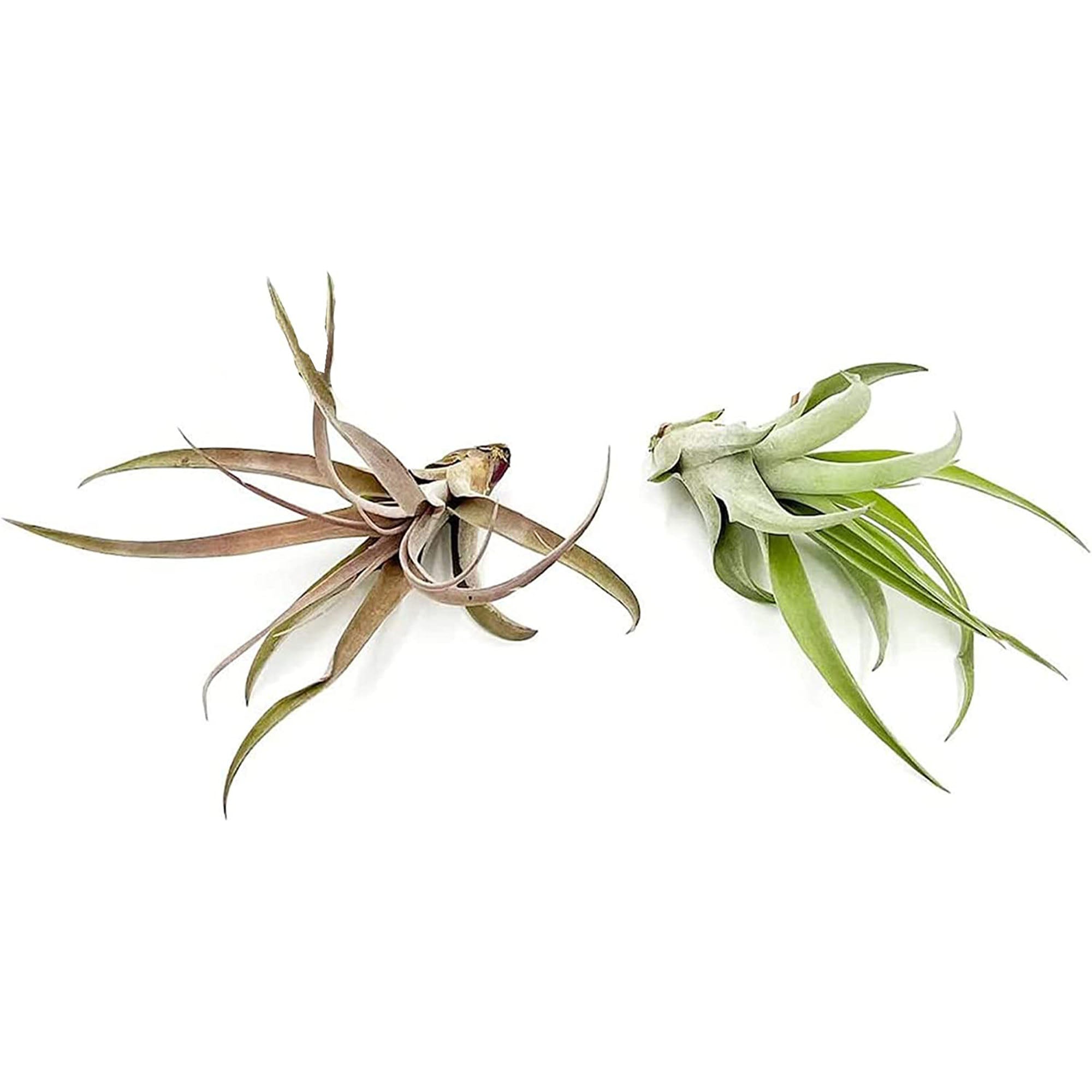 Tillandsia Peach Capitata