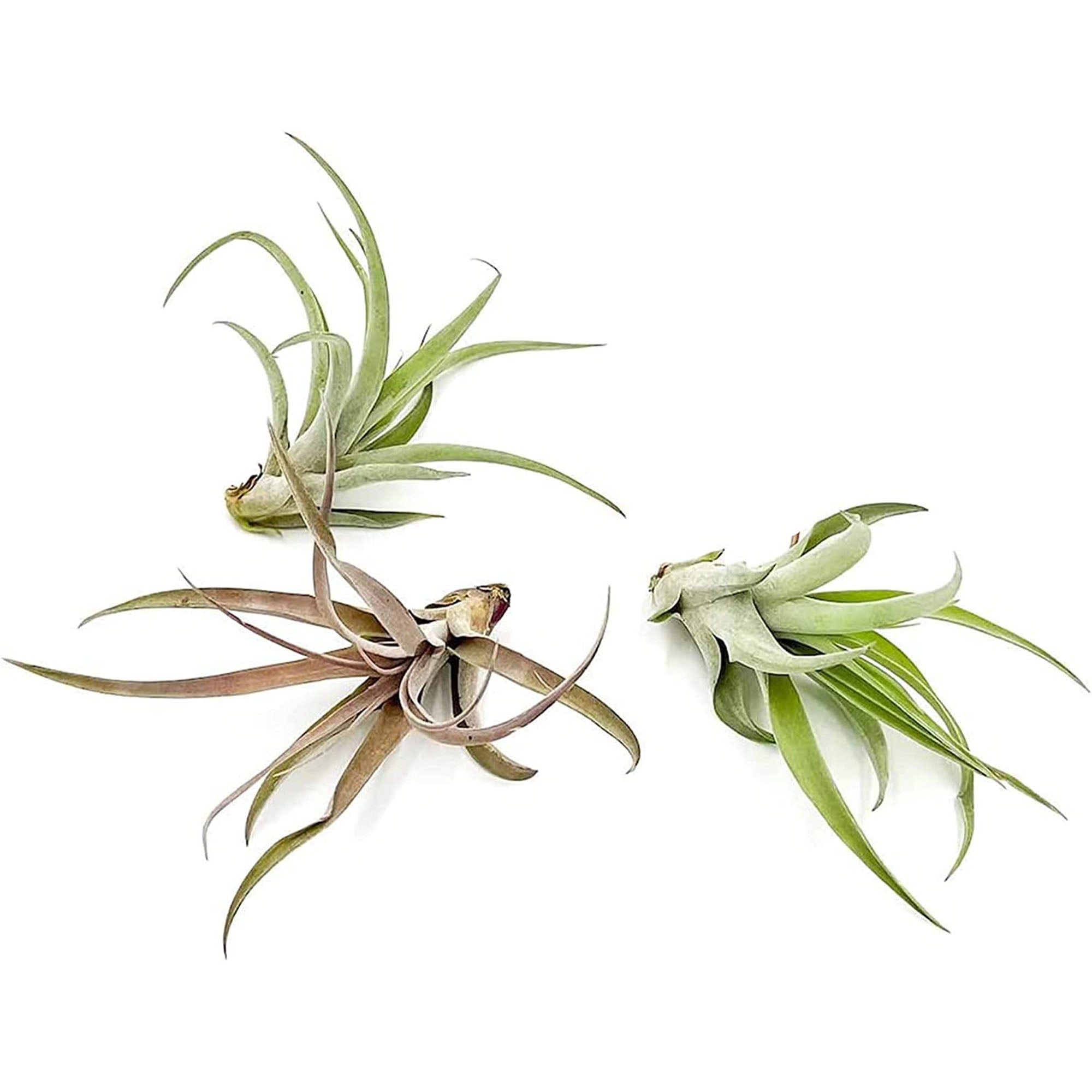 Tillandsia Peach Capitata