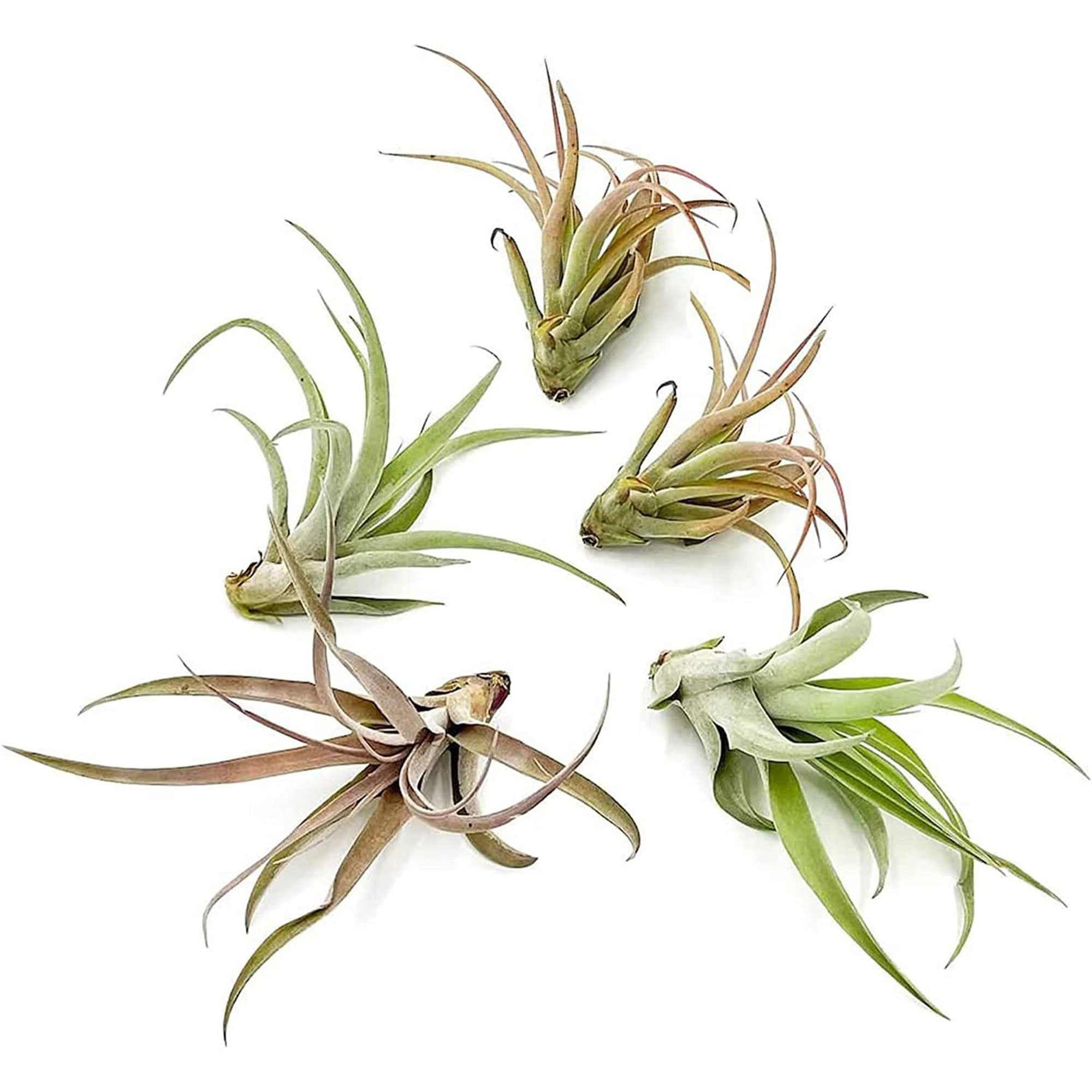 Tillandsia Peach Capitata