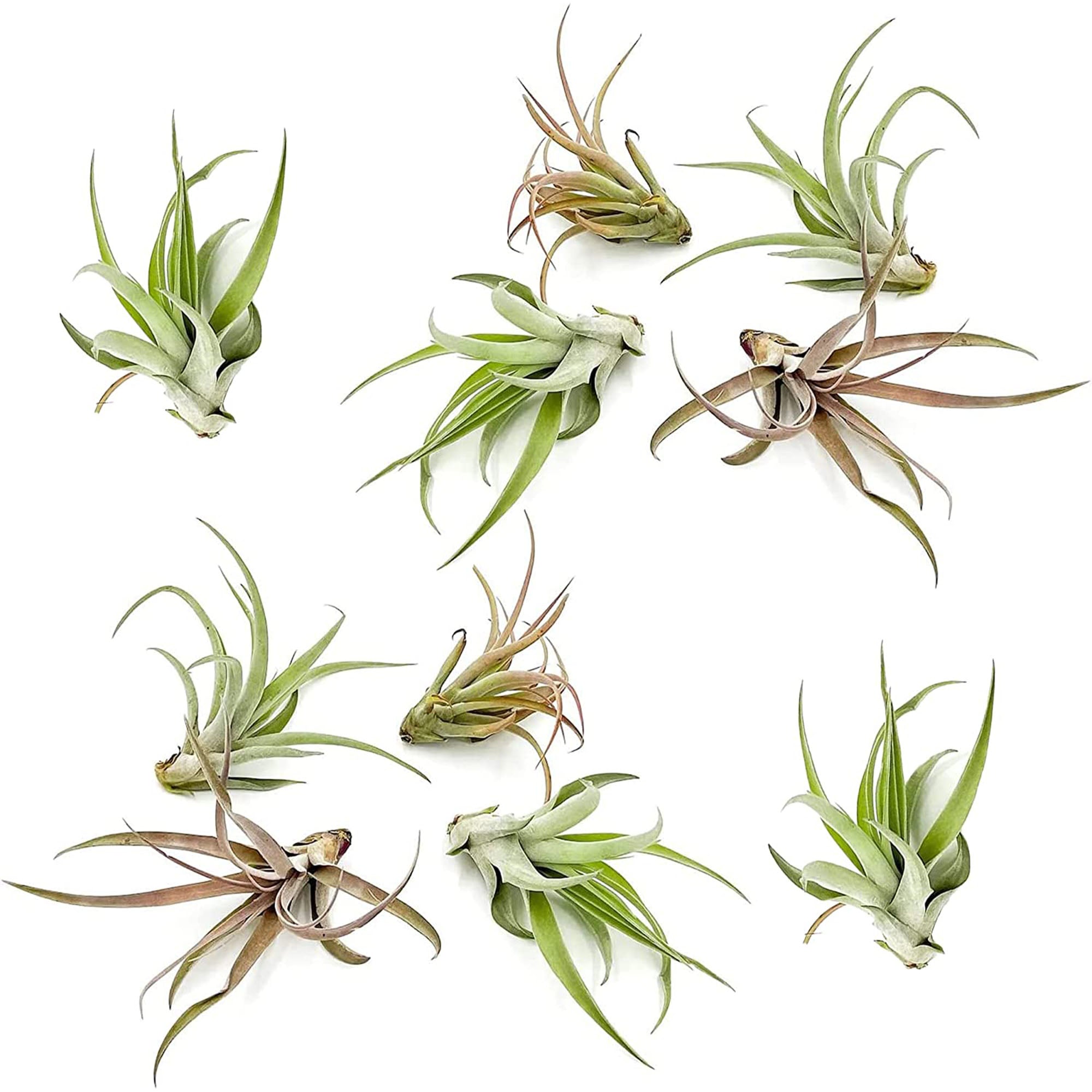 Tillandsia Peach Capitata