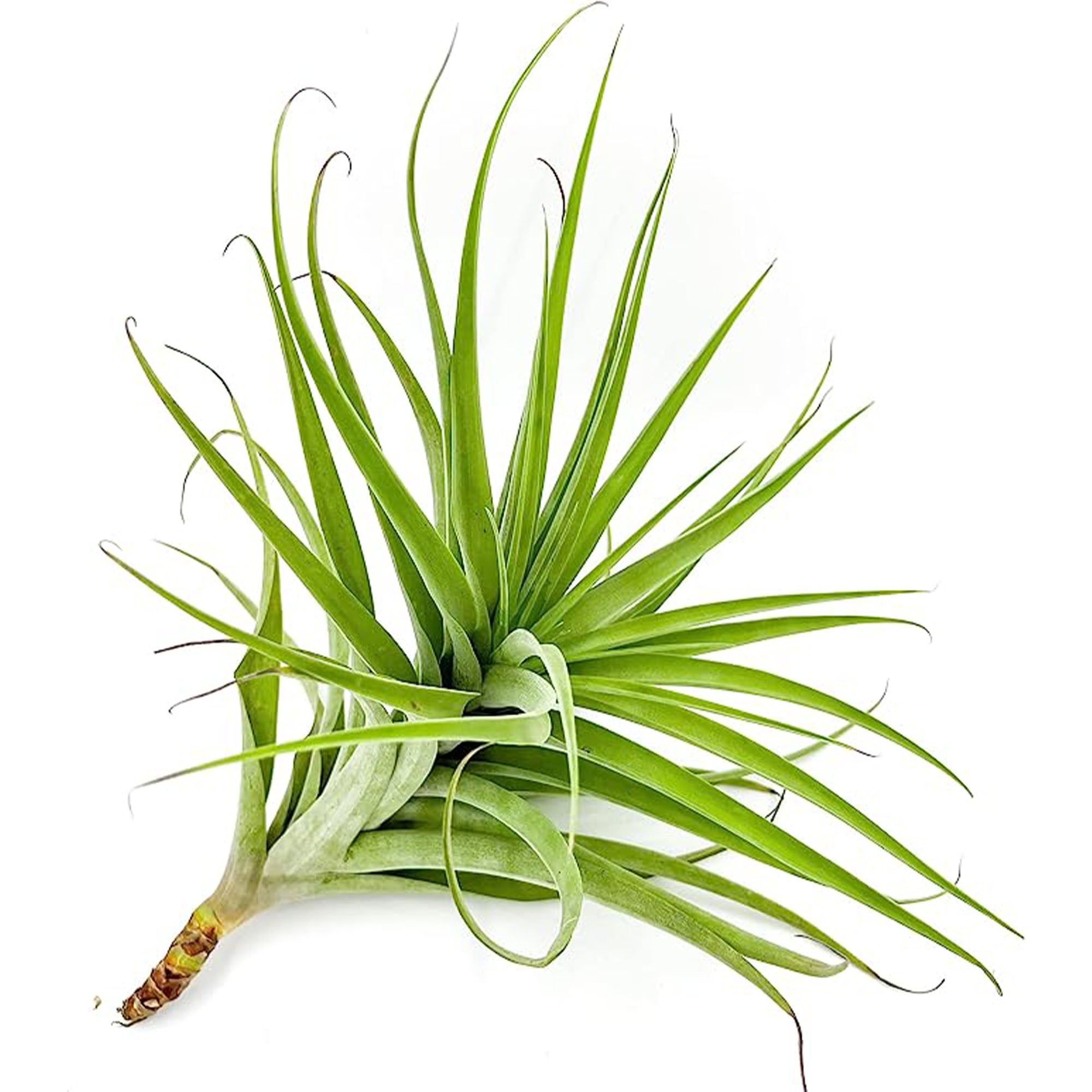 Tillandsia Latifolia