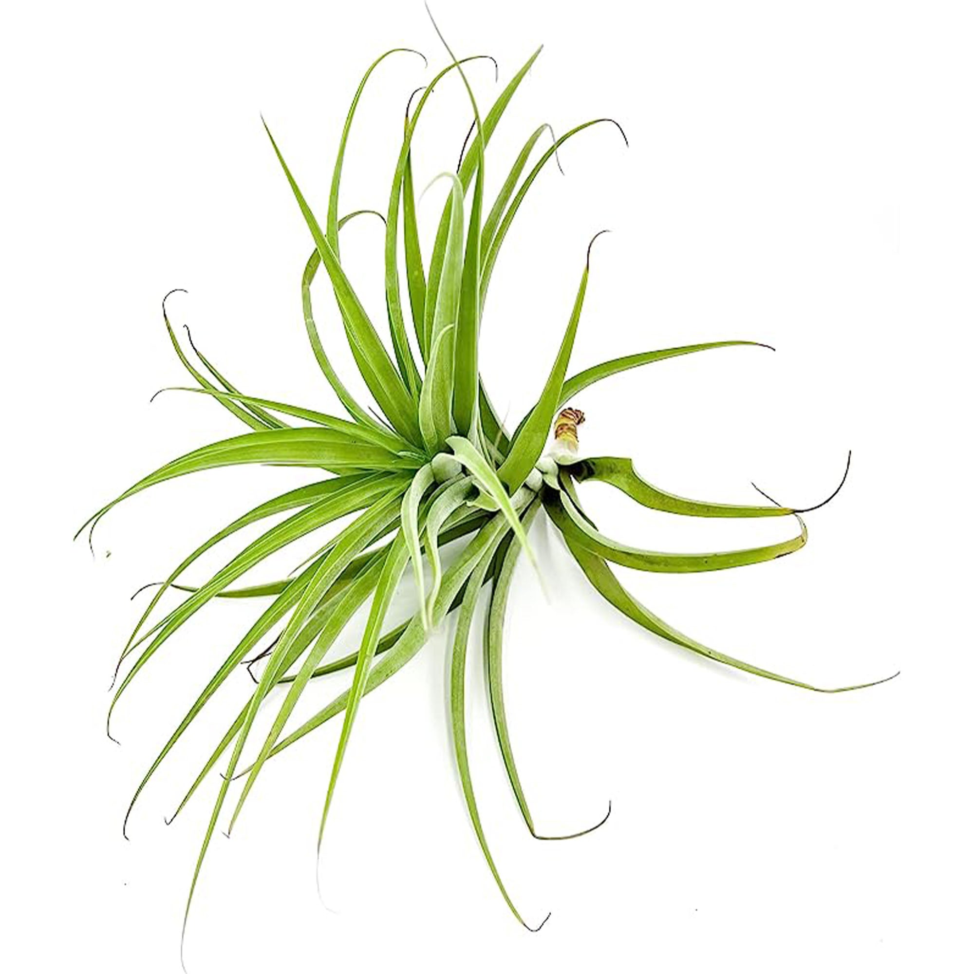 Tillandsia Latifolia