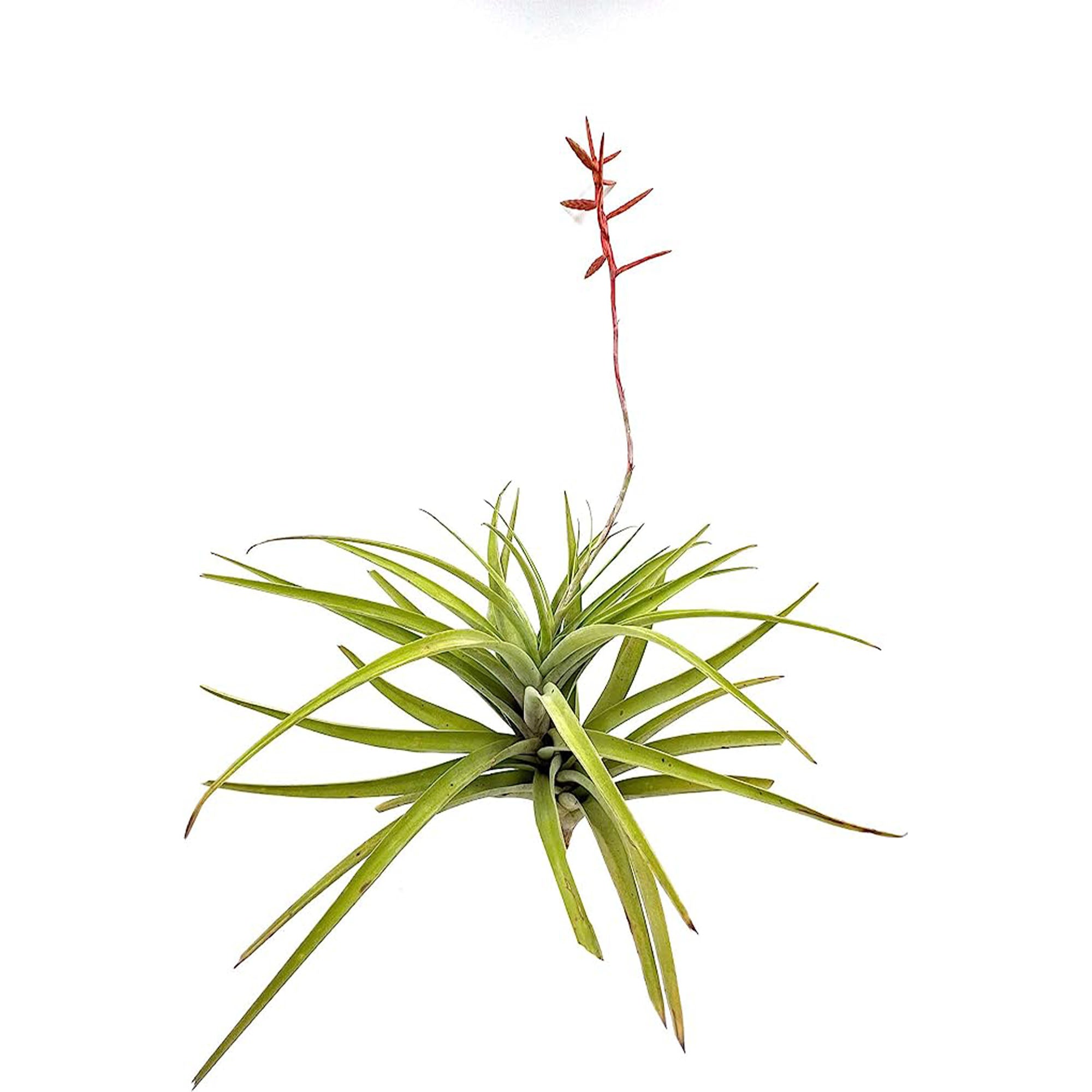 Tillandsia Latifolia