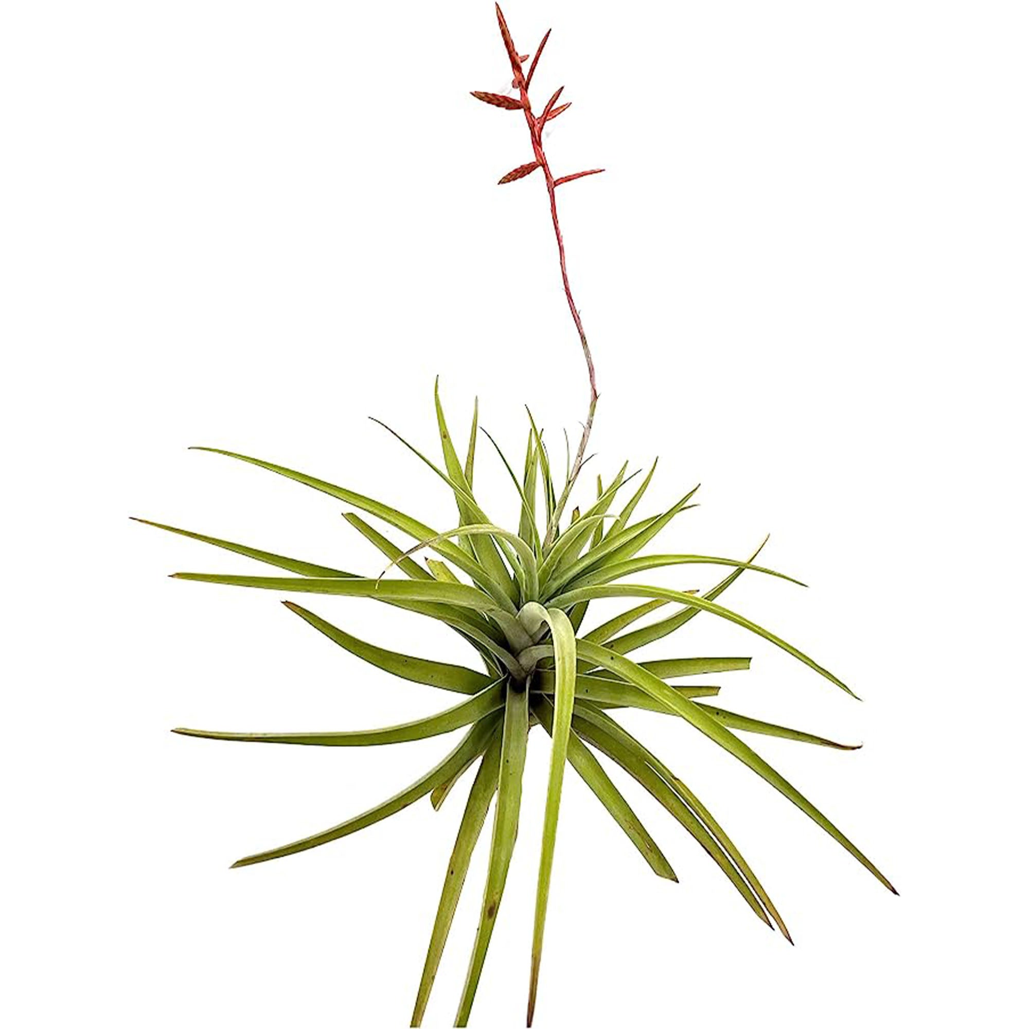 Tillandsia Latifolia