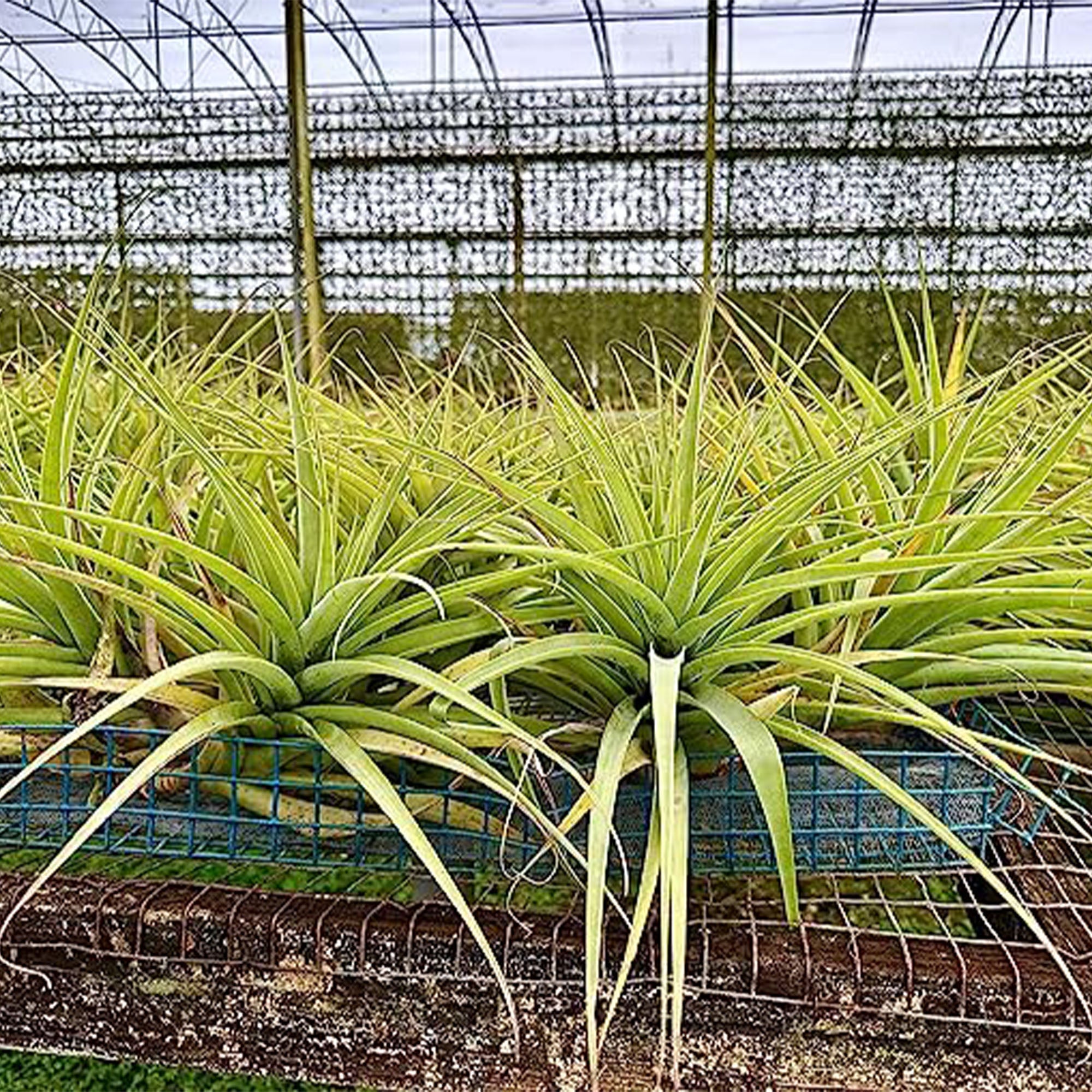 Tillandsia Salete