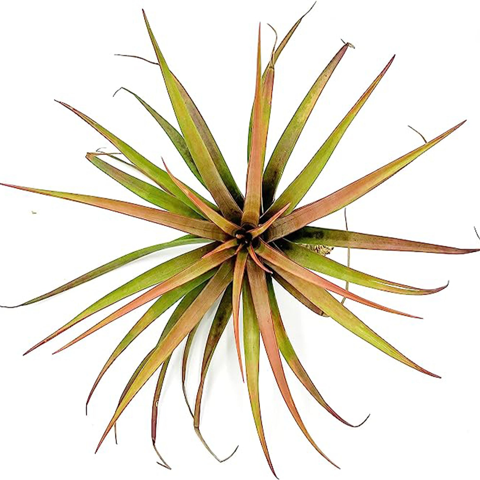 Tillandsia Novakii