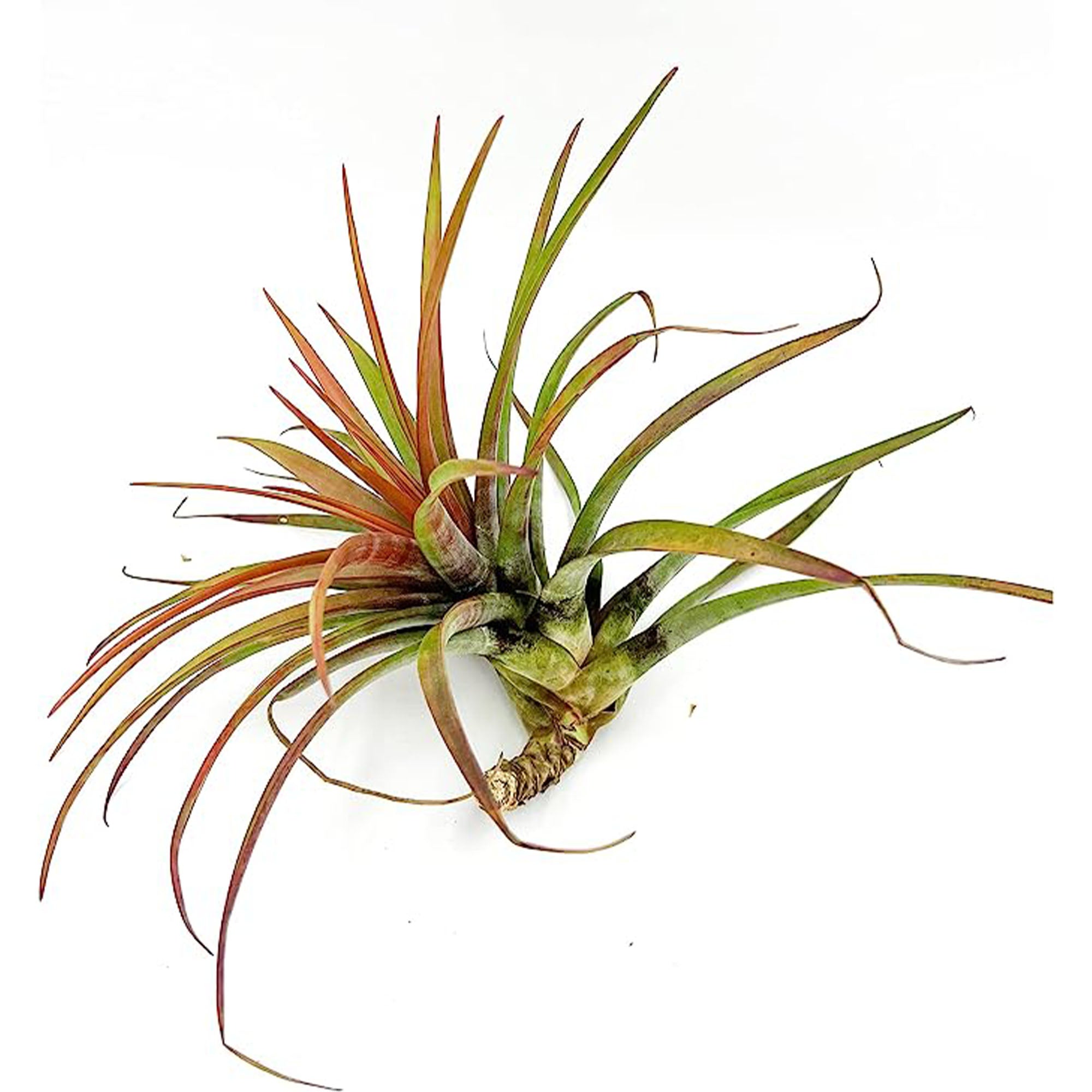 Tillandsia Novakii