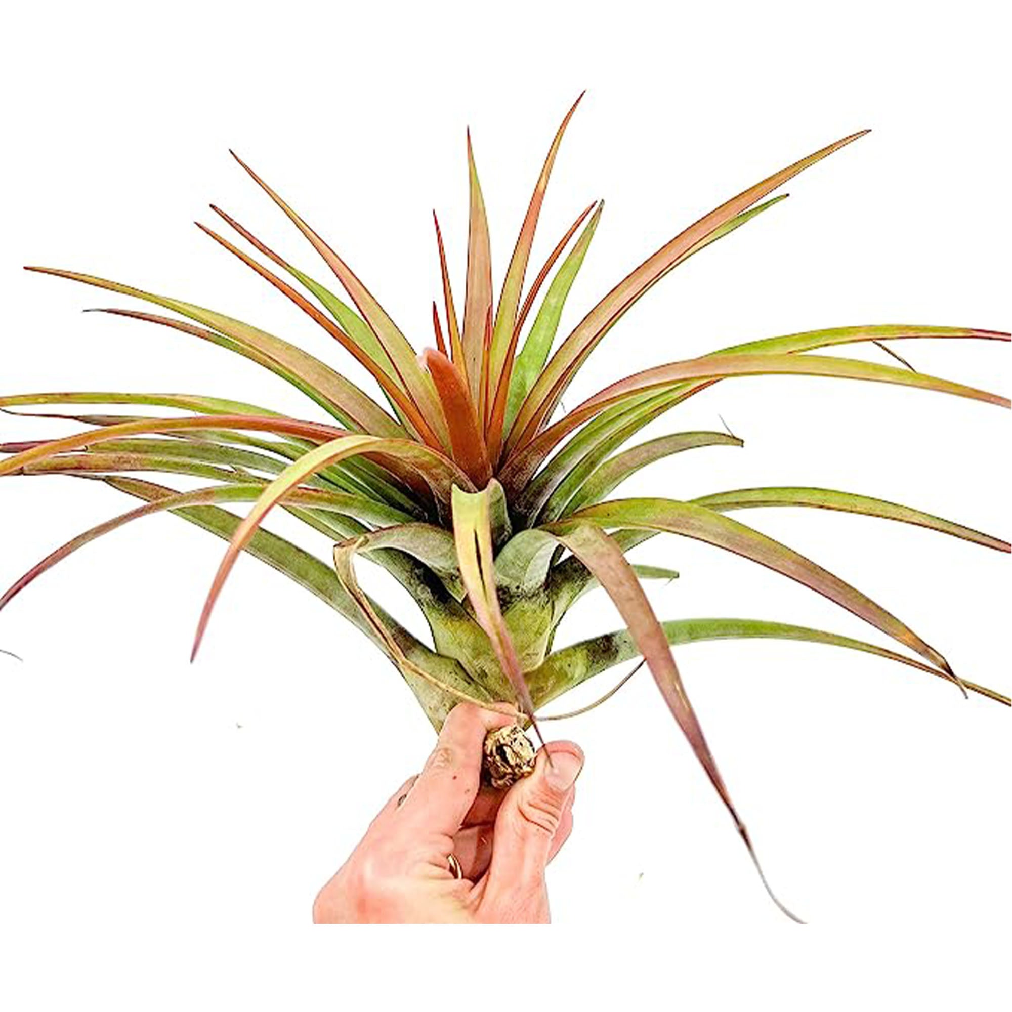 Tillandsia Novakii