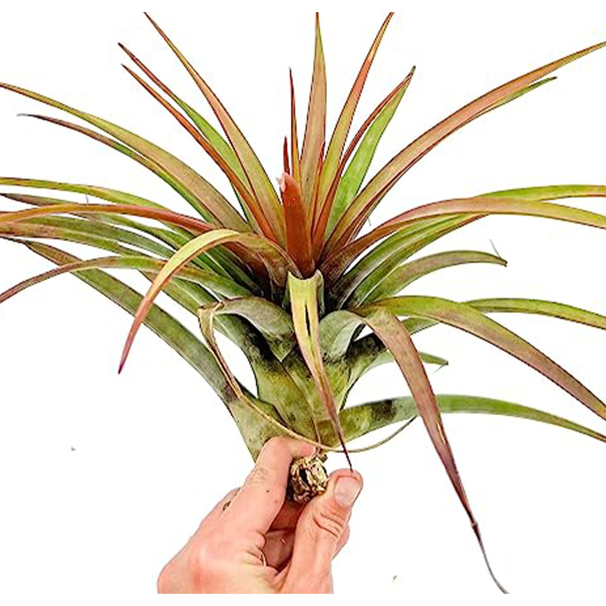 Tillandsia Novakii