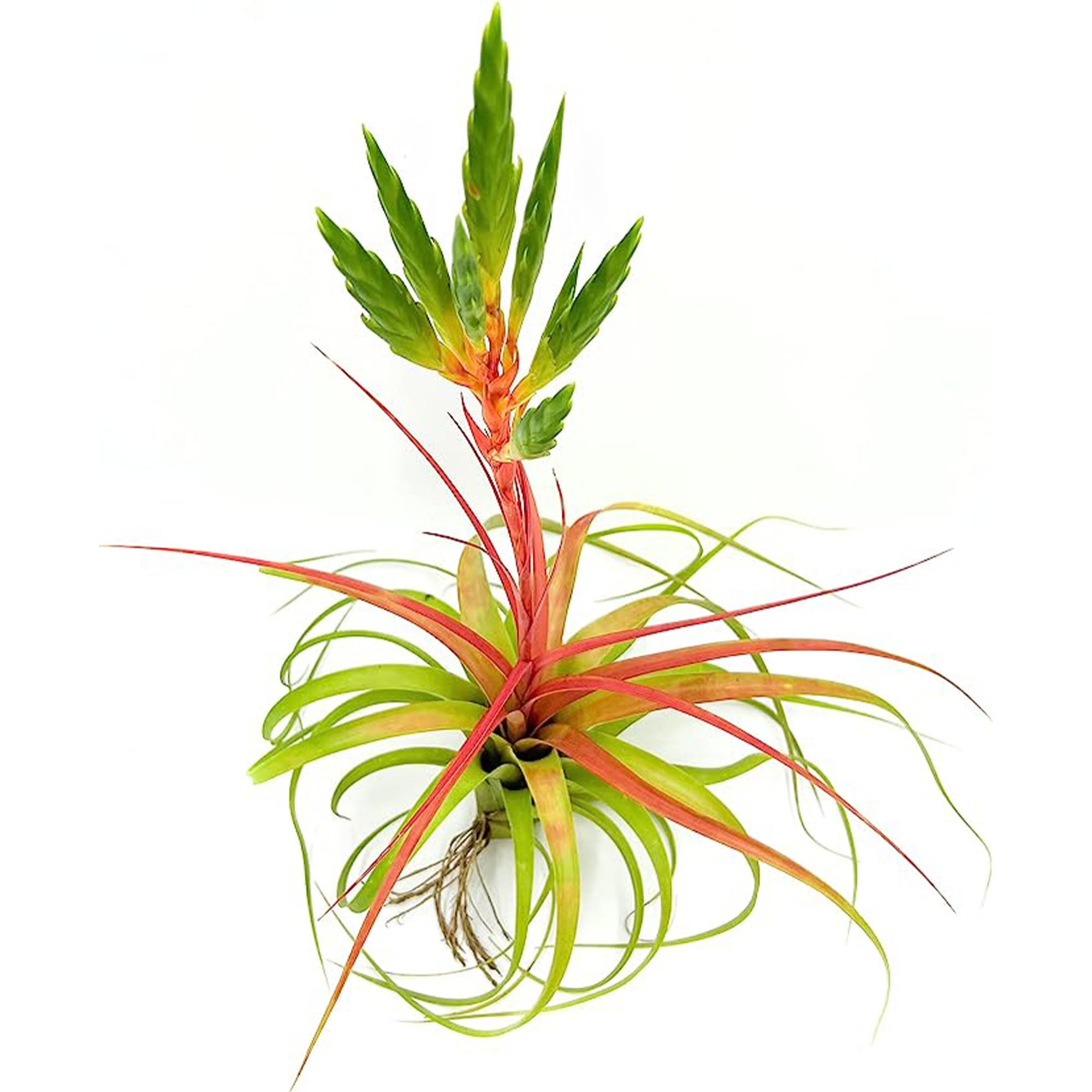 Tillandsia Salete