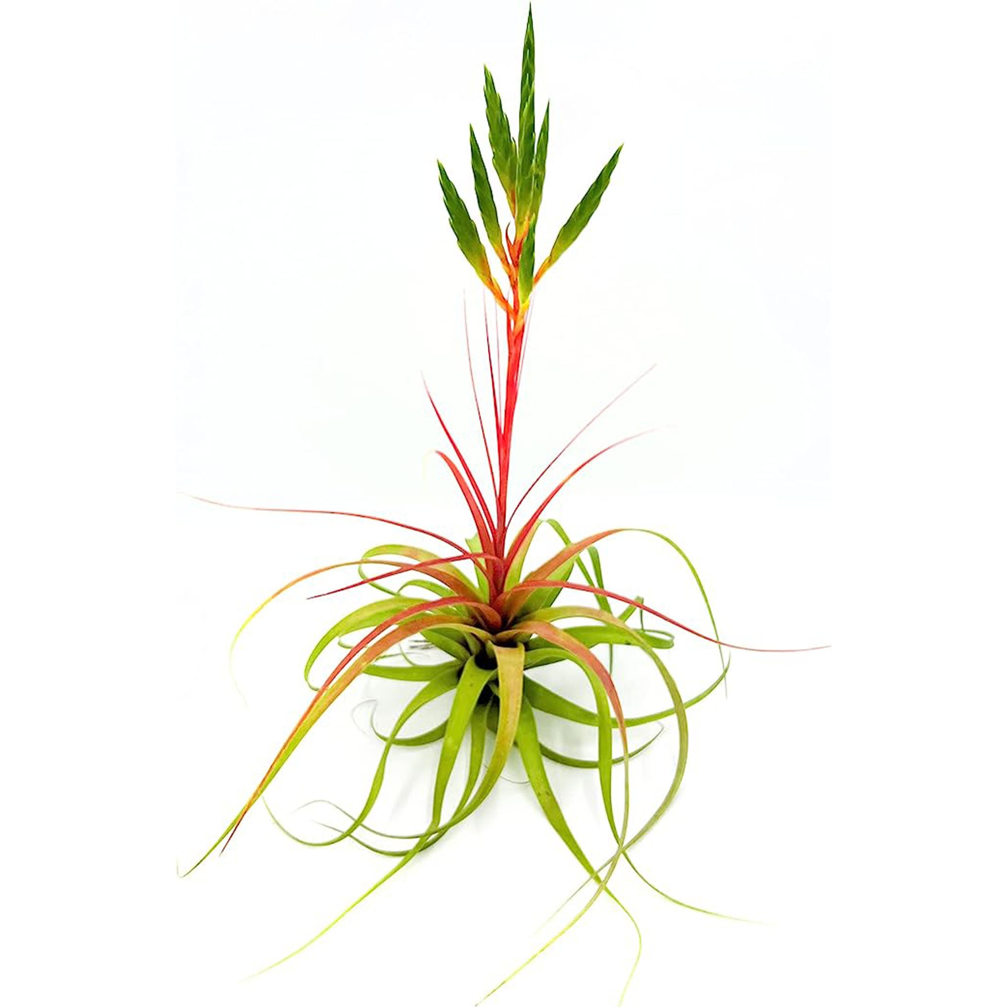 Tillandsia Salete