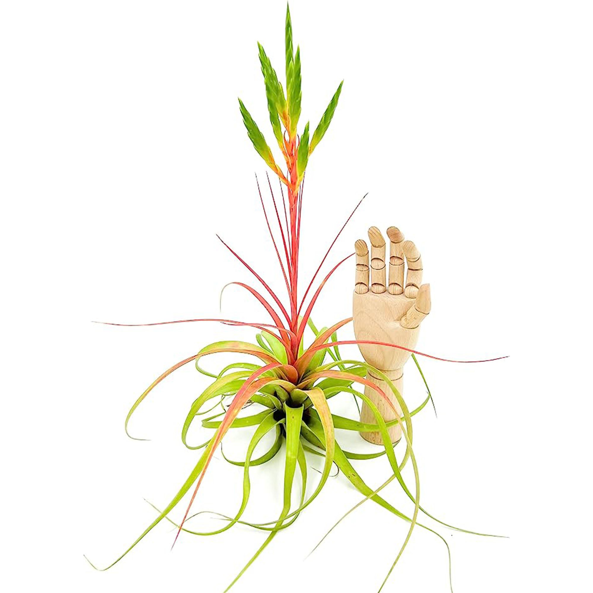 Tillandsia Salete