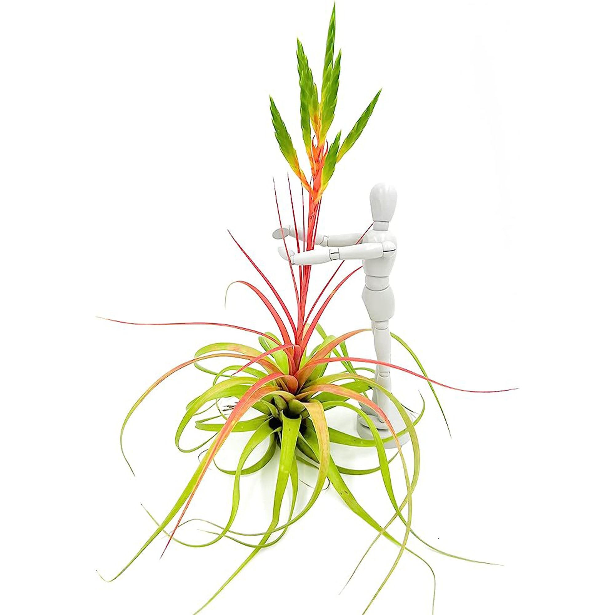 Tillandsia Salete