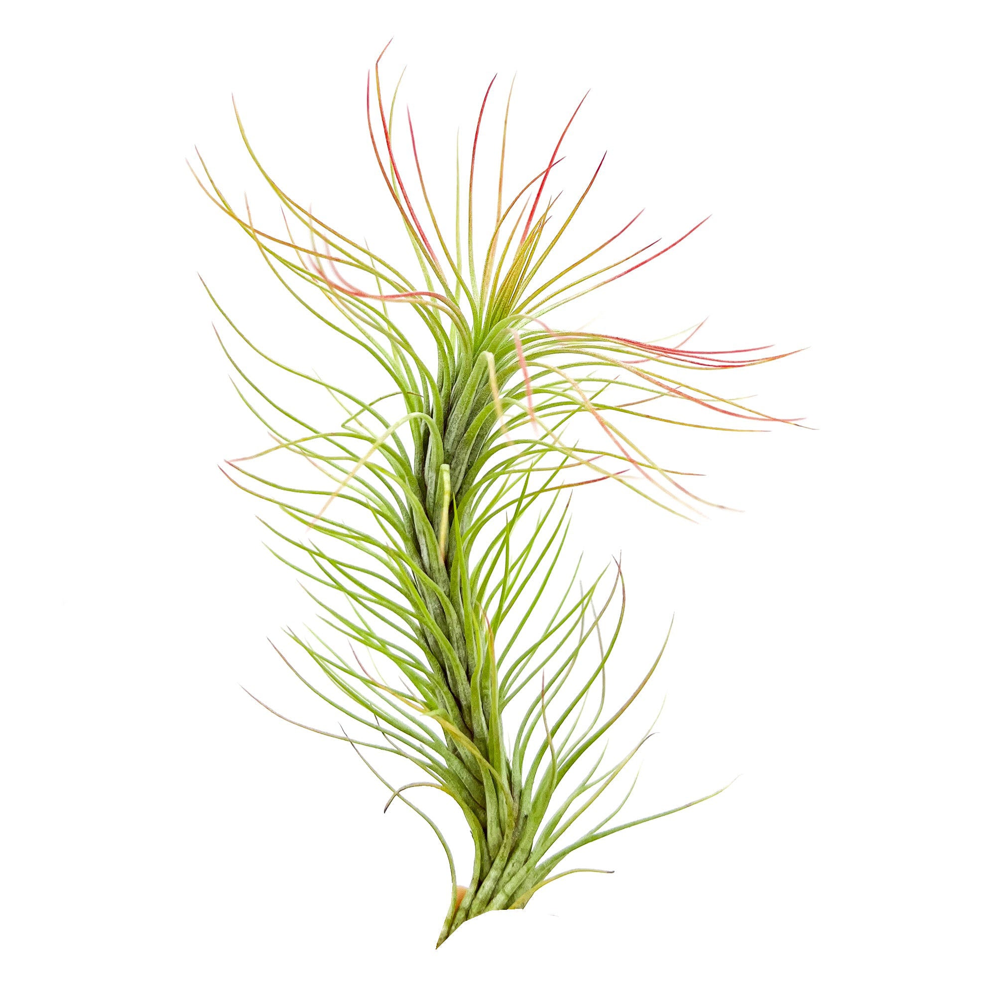 Tillandsia Funckiana