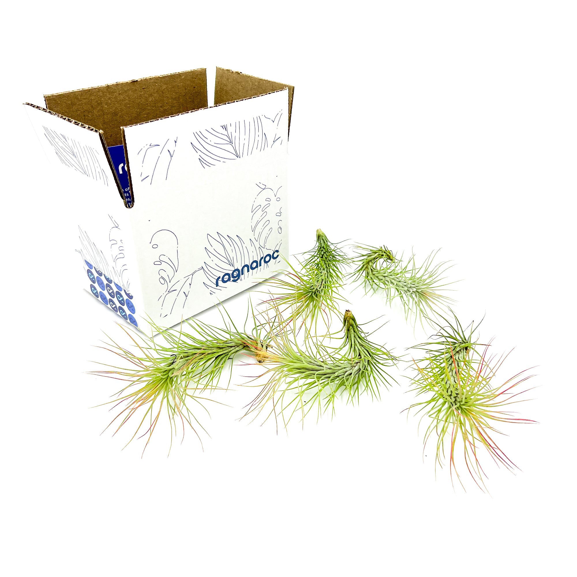 Tillandsia Funckiana