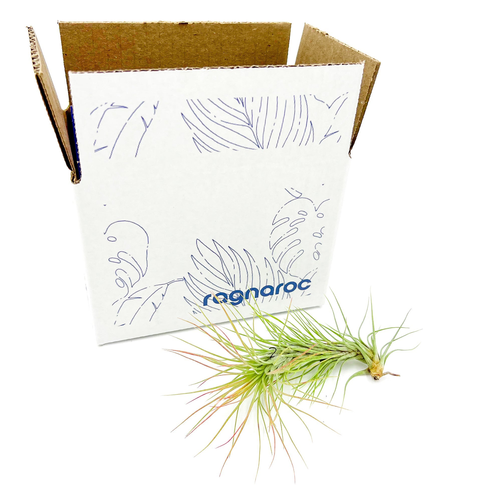 Tillandsia Funckiana