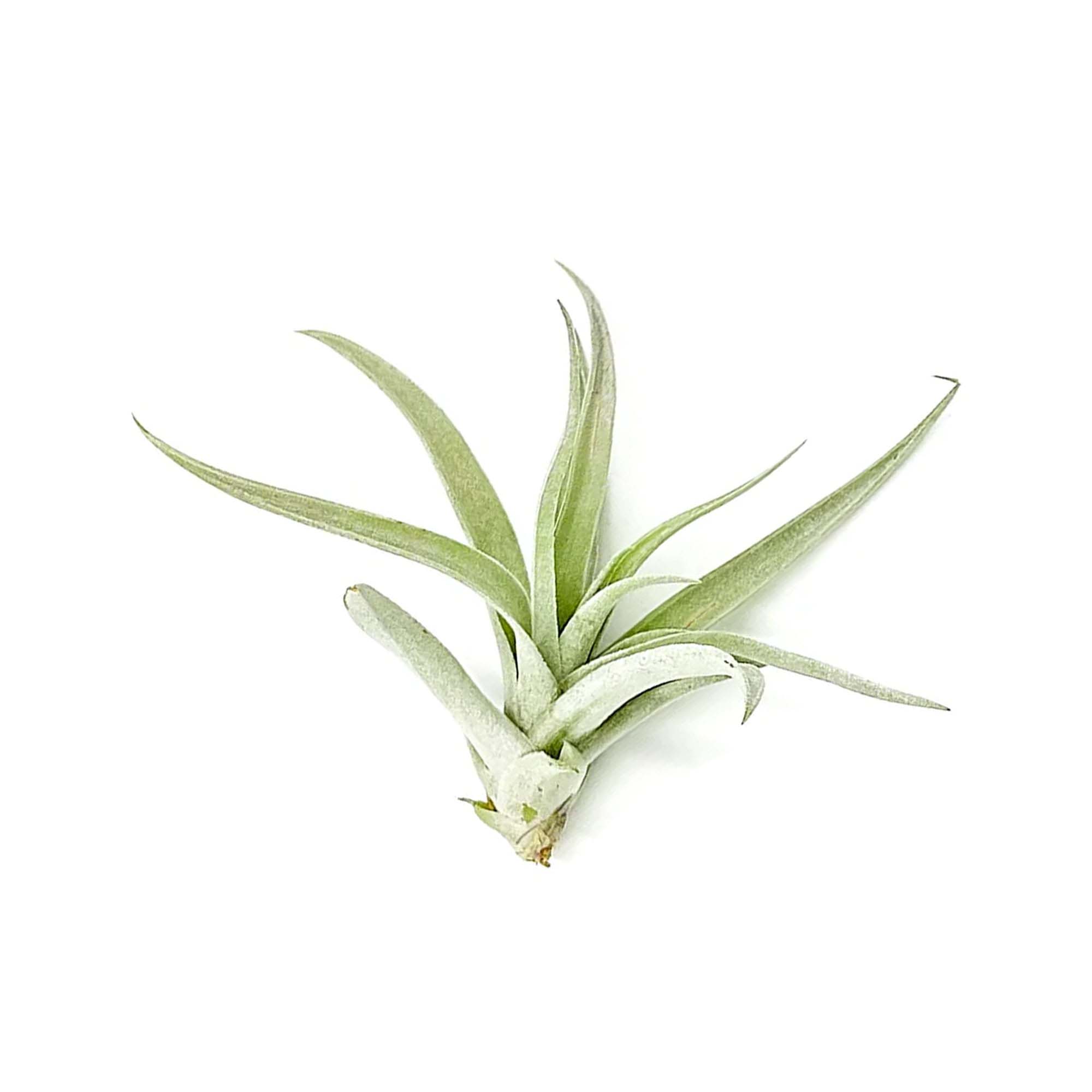 Tillandsia Harrisii