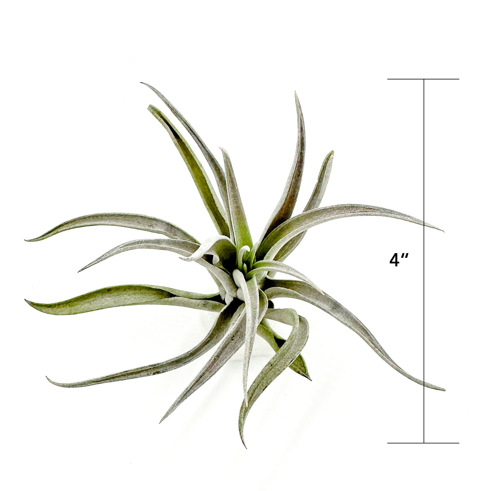 Tillandsia Harrisii