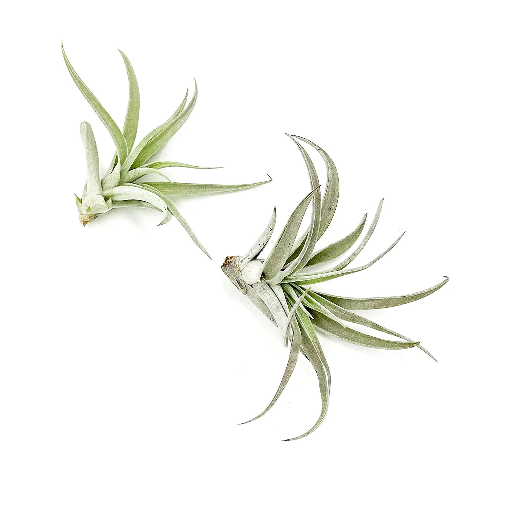 Tillandsia Harrisii