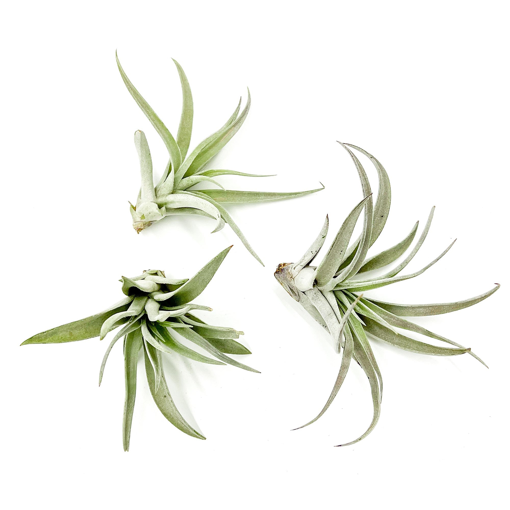 Tillandsia Harrisii