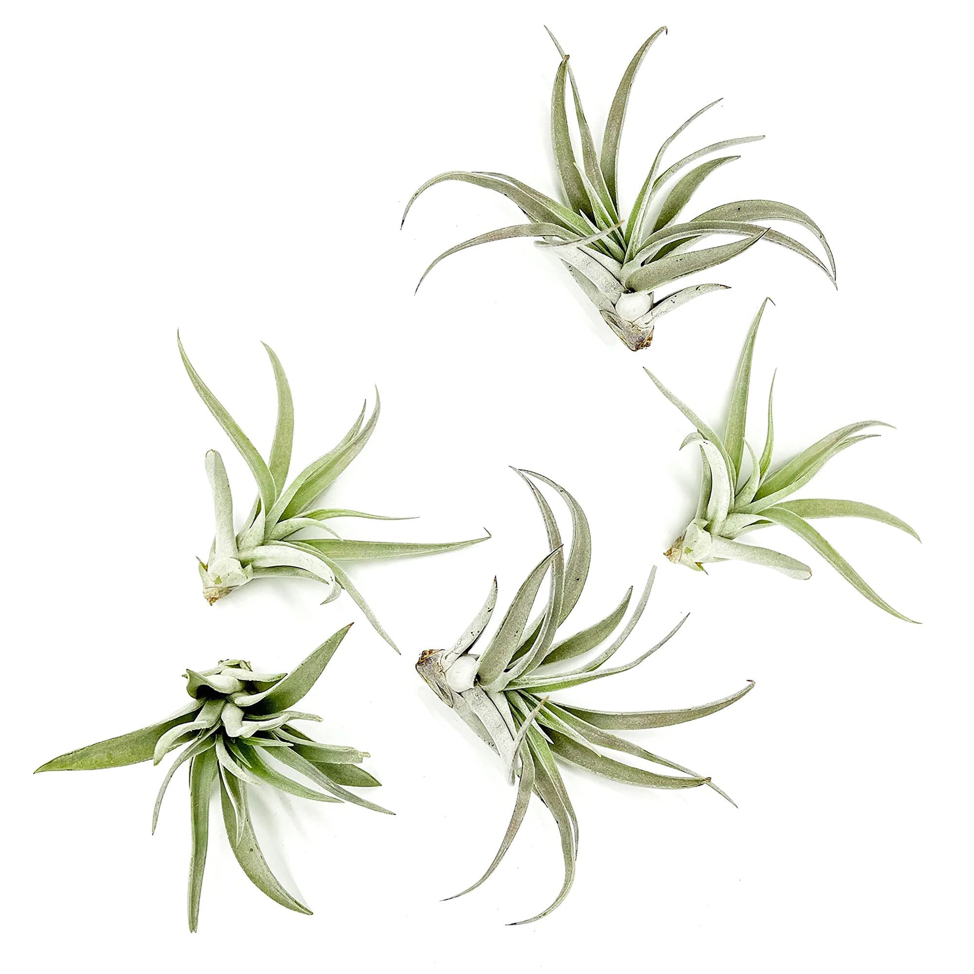 Tillandsia Harrisii