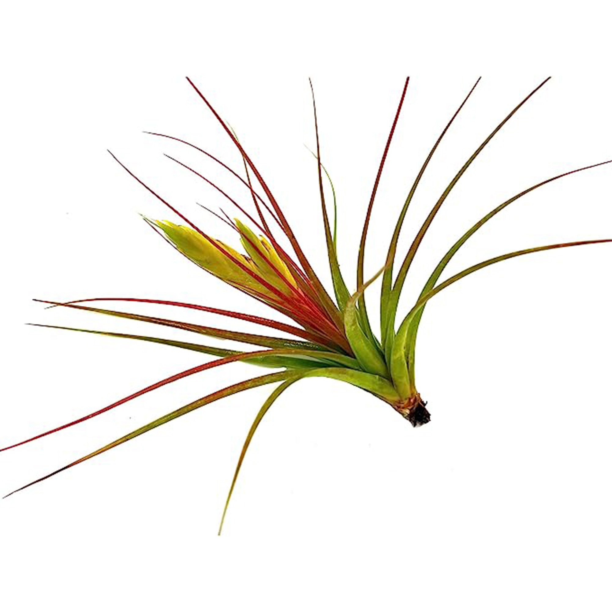 Tillandsia Concolor