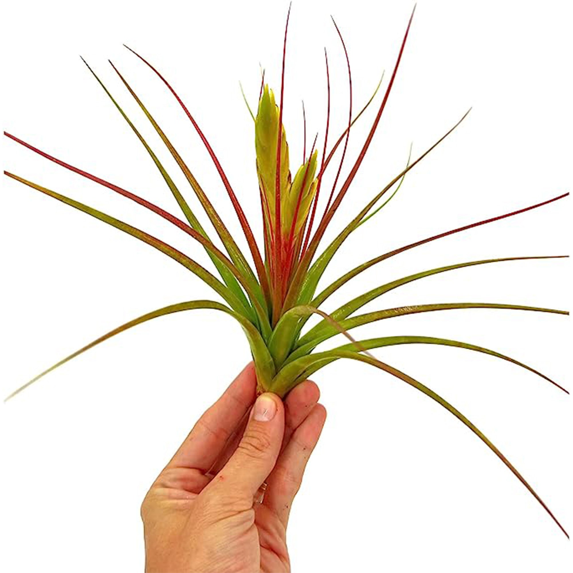 Tillandsia Concolor