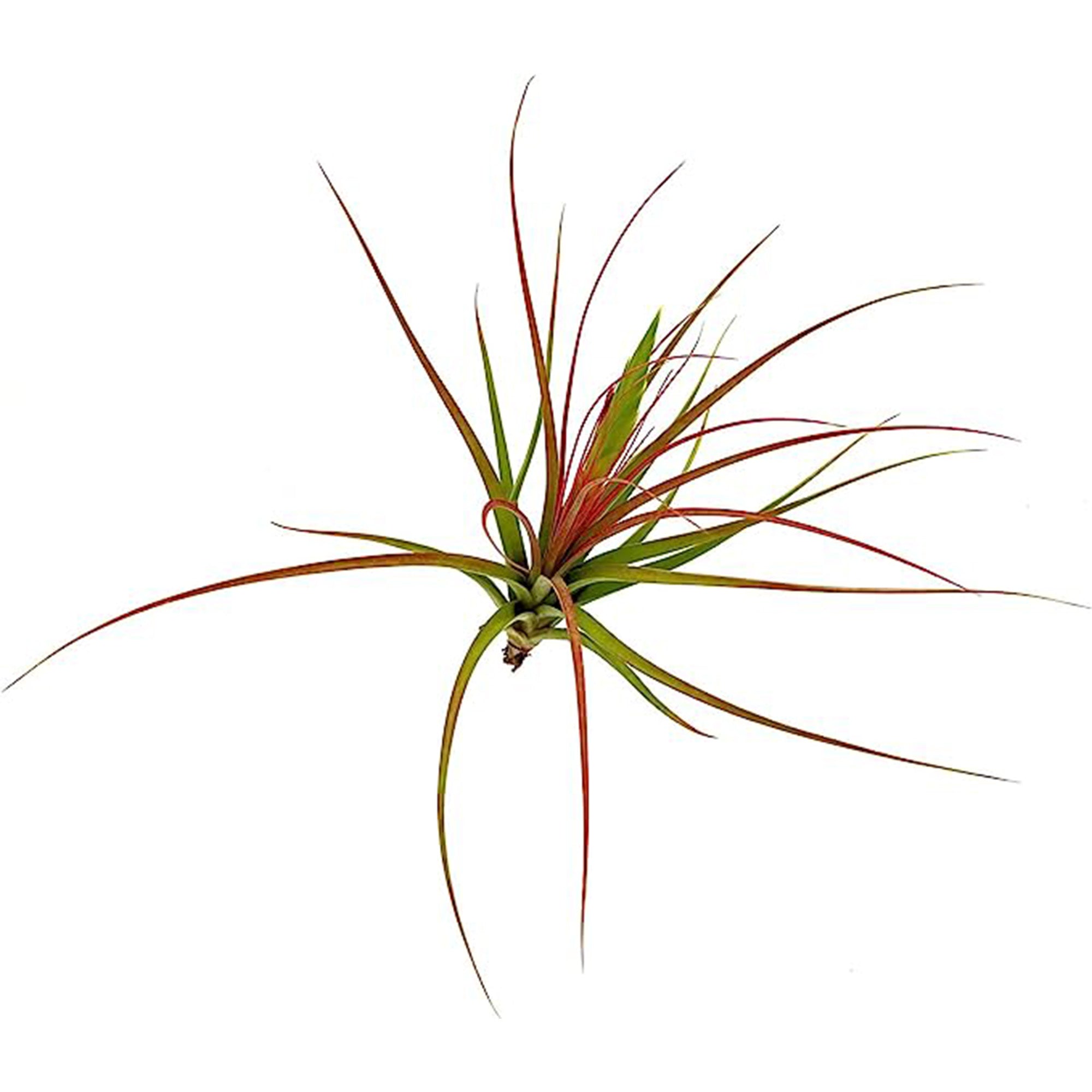 Tillandsia Concolor