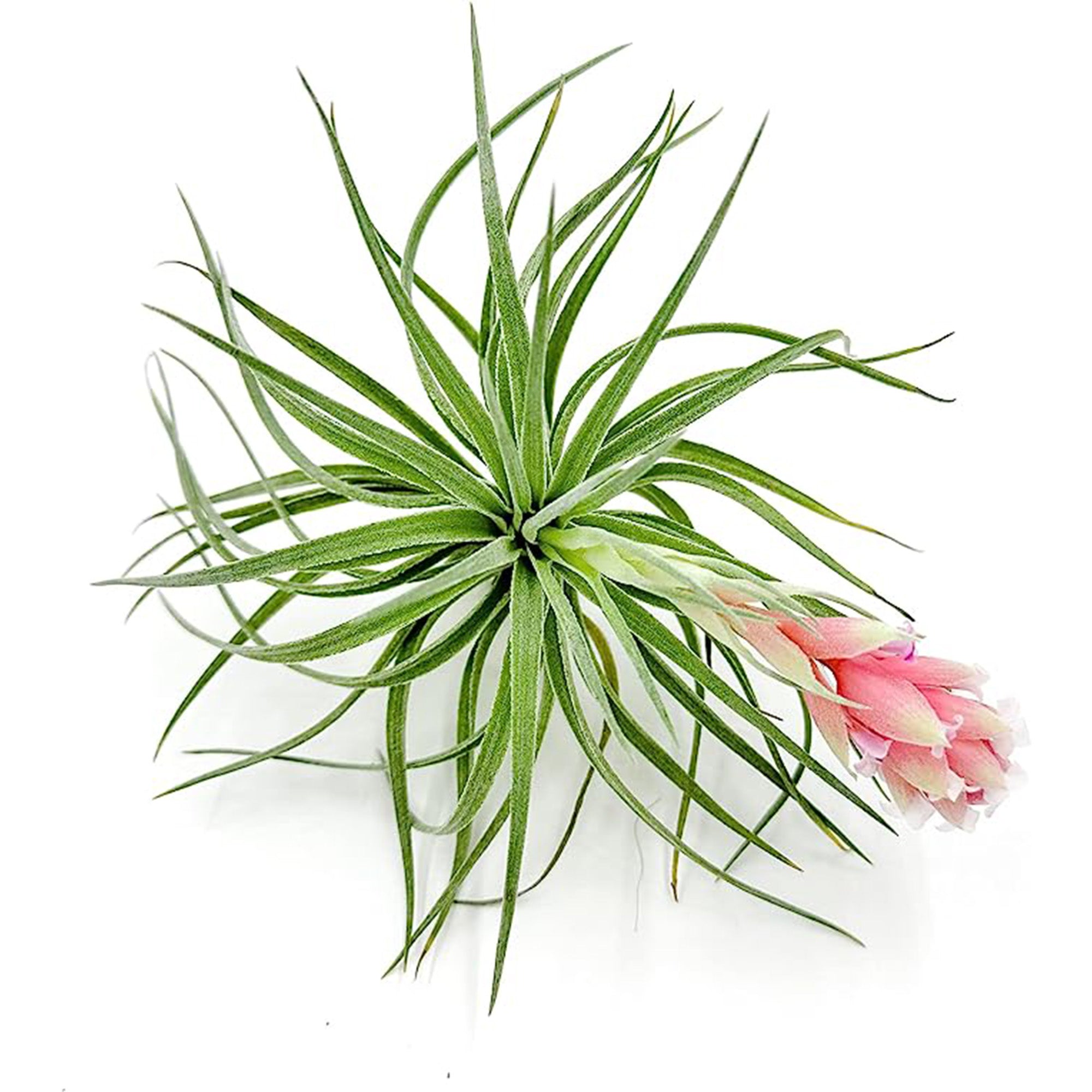 Tillandsia Pink Paske