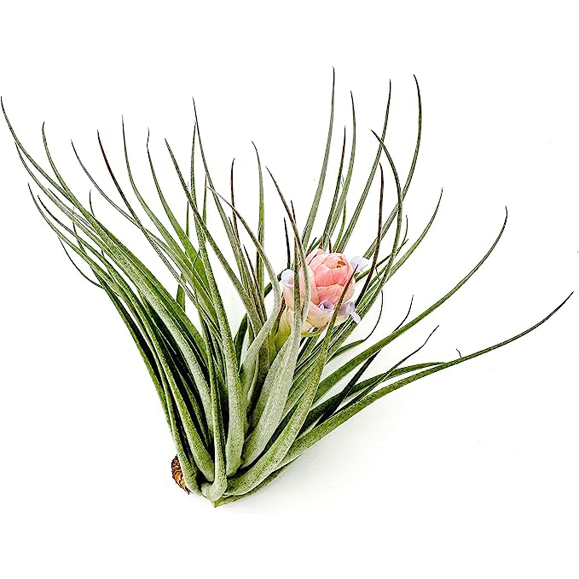 Tillandsia Pink Paske