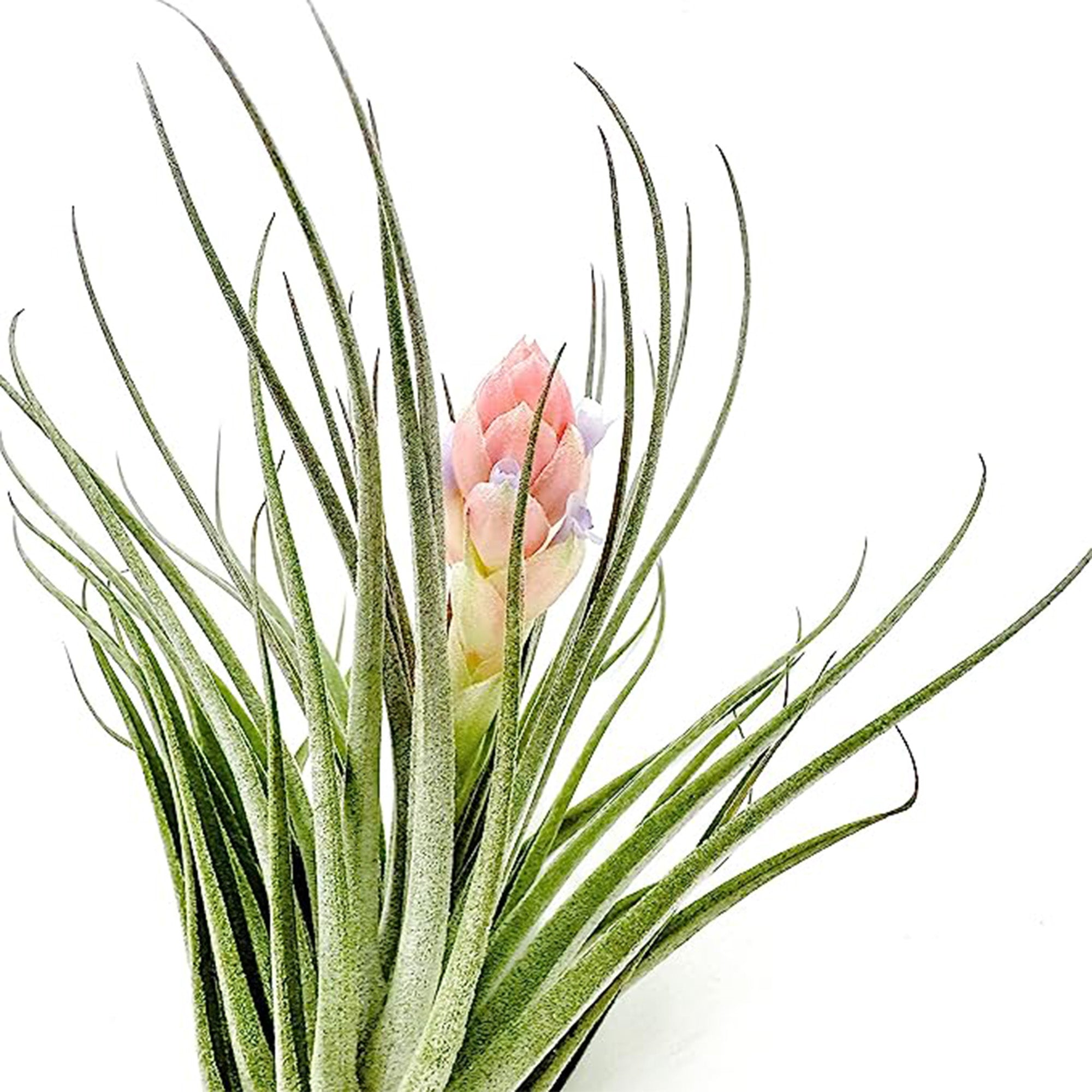 Tillandsia Pink Paske