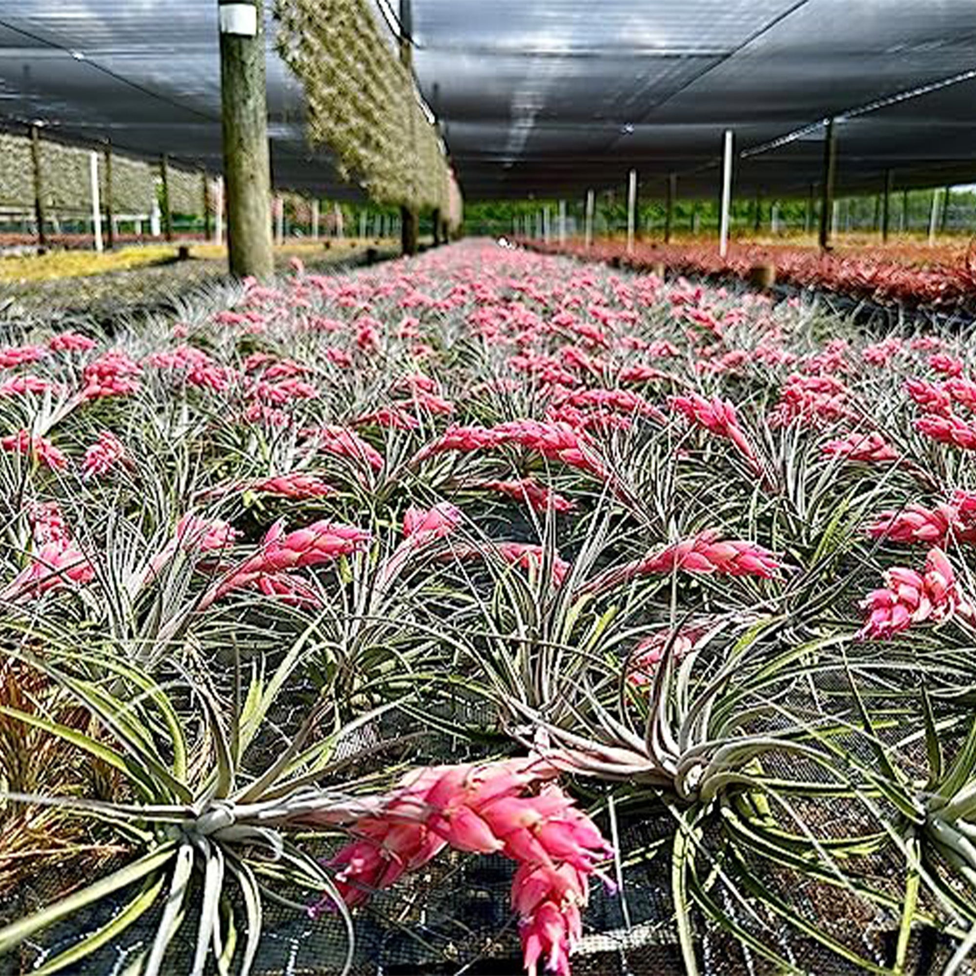 Tillandsia Hybrid No. 1