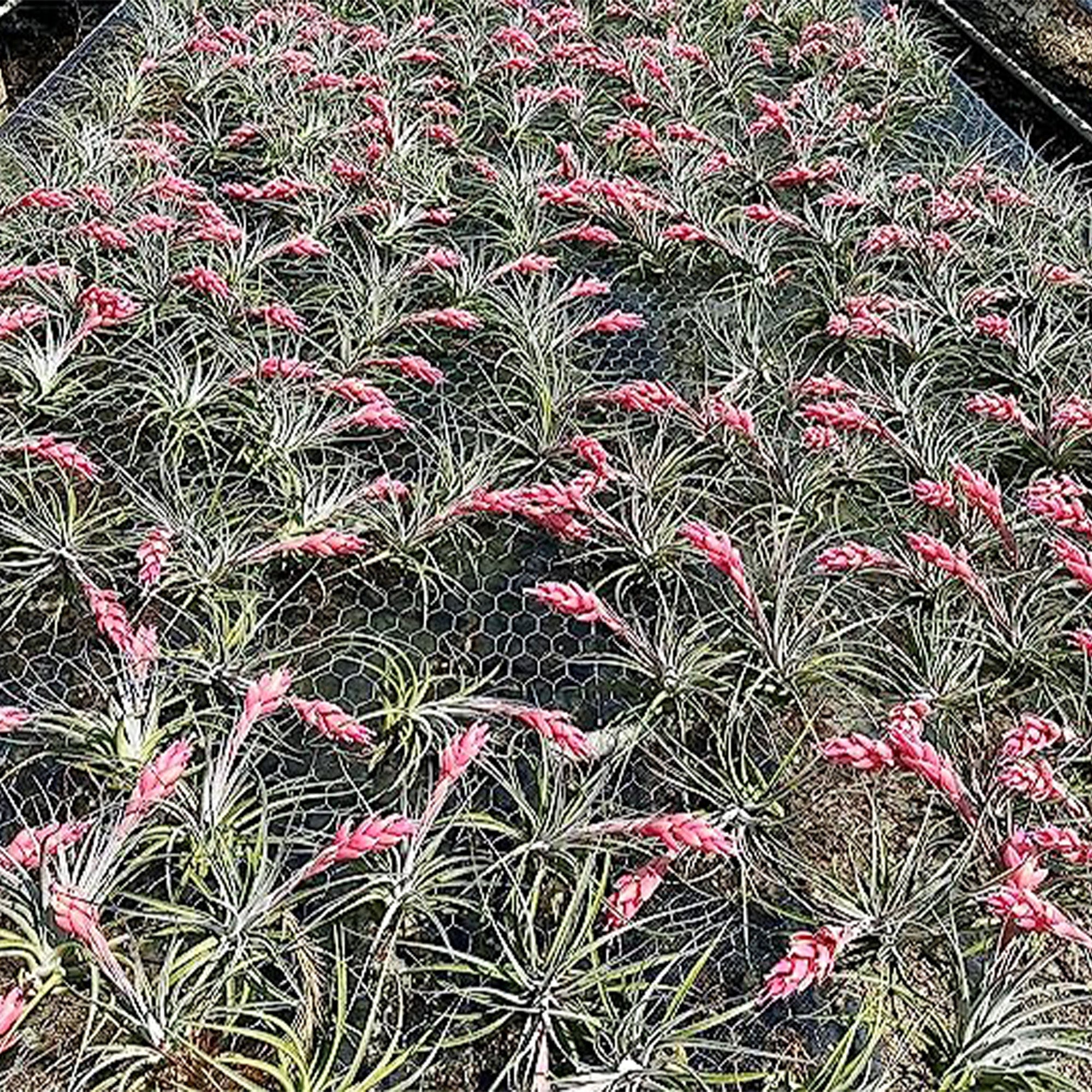 Tillandsia Pink Paske